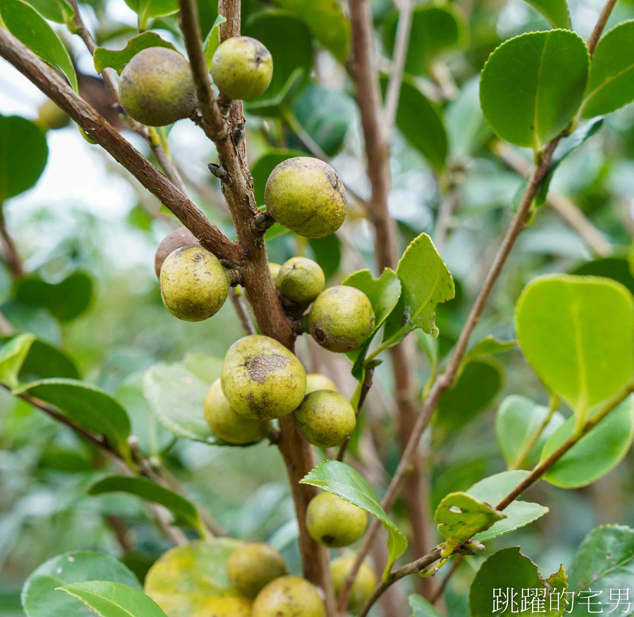 [台灣苦茶油推薦]天水生態農場-35位小農自然友善種植台灣原生種苦茶樹，2024金評獎茶油組優選，ITI國際風味評鑑3星，有機苦茶油、產履小果苦茶油