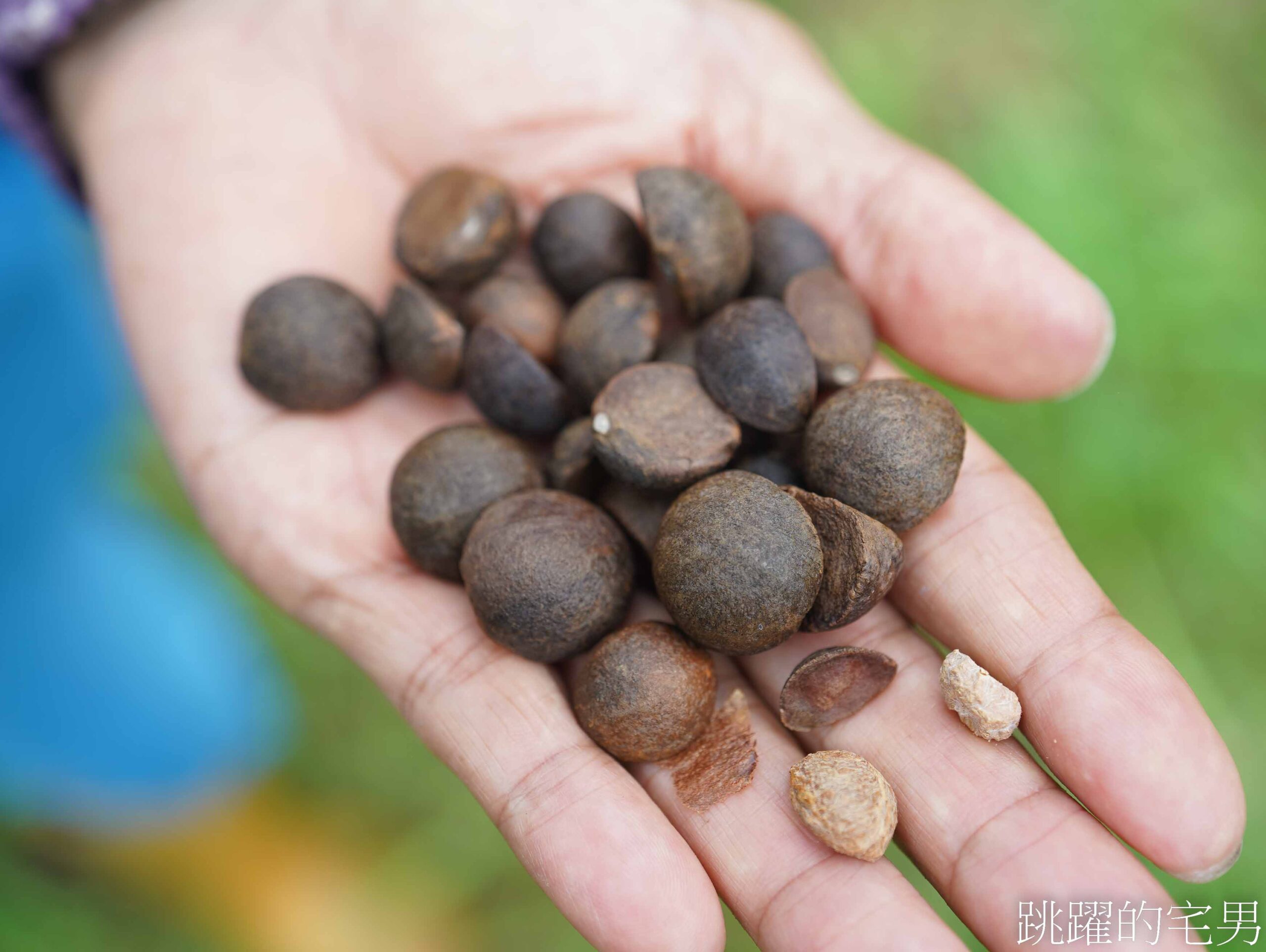 [台灣苦茶油推薦]天水生態農場-35位小農自然友善種植台灣原生種苦茶樹，2024金評獎茶油組優選，ITI國際風味評鑑3星，有機苦茶油、產履小果苦茶油
