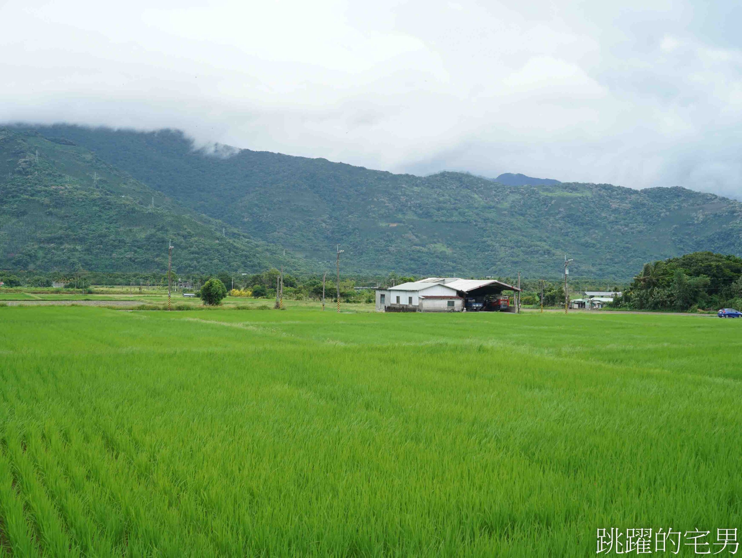 [台灣苦茶油推薦]天水生態農場-35位小農自然友善種植台灣原生種苦茶樹，2024金評獎茶油組優選，ITI國際風味評鑑3星，有機苦茶油、產履小果苦茶油