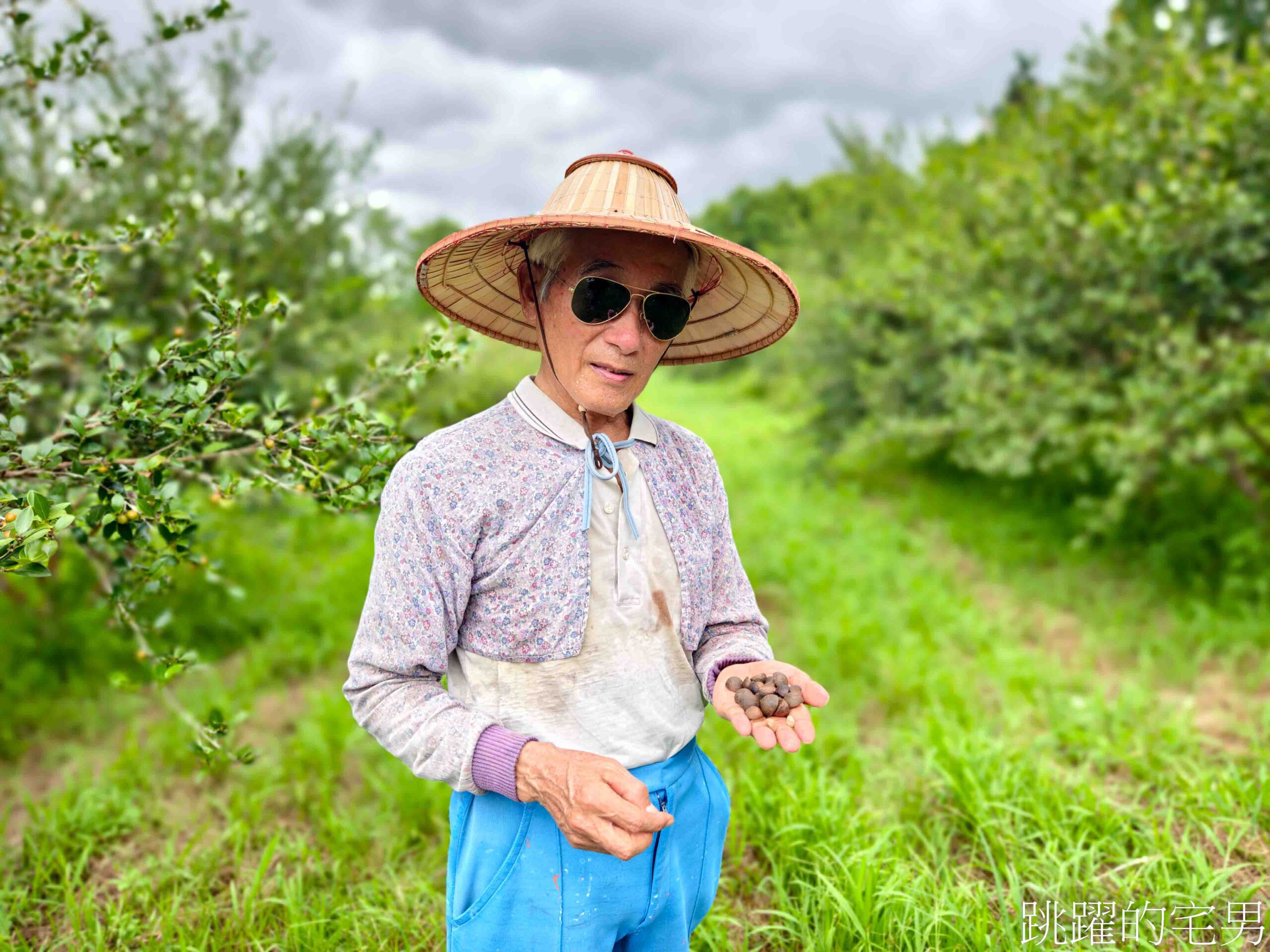 [台灣苦茶油推薦]天水生態農場-35位小農自然友善種植台灣原生種苦茶樹，2024金評獎茶油組優選，ITI國際風味評鑑3星，有機苦茶油、產履小果苦茶油