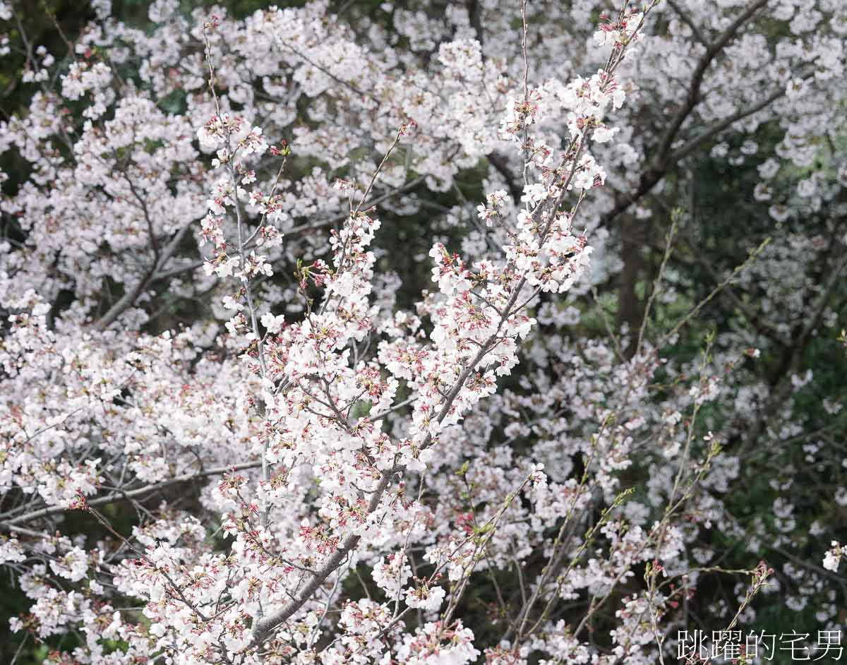 [熊本景點]2025熊本城櫻花、周邊散策、我在熊本吃了半夜也有開的濃郁雞白湯拉麵