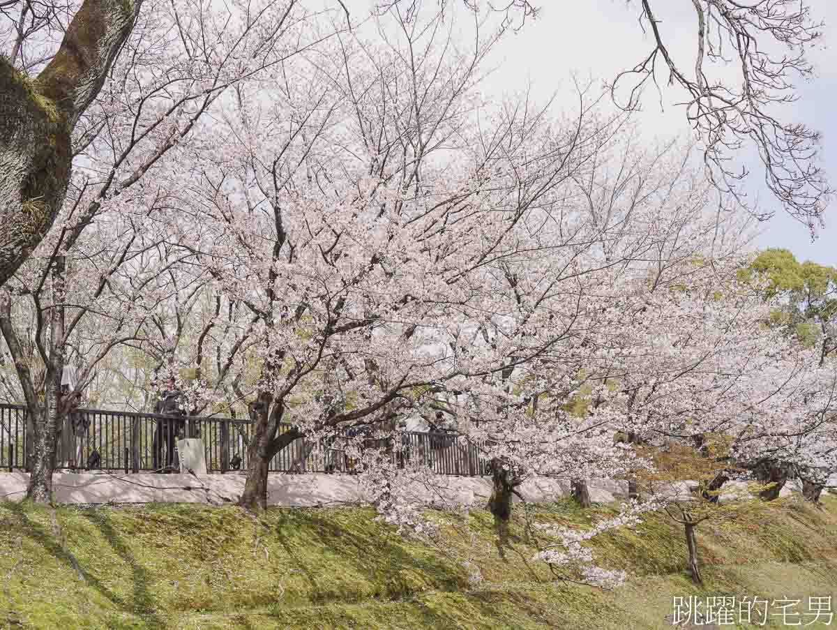 [熊本景點]2025熊本城櫻花、周邊散策、我在熊本吃了半夜也有開的濃郁雞白湯拉麵