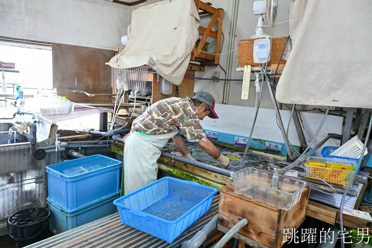 [日本鳥取海鮮推薦]村中水產直賣店- 夏季限定!! 鳥取必吃岩牡蠣極致美味！官方認證夏輝岩牡蠣「4年熟成脆甜爆汁」看到這品牌直接買，這時候最好吃!