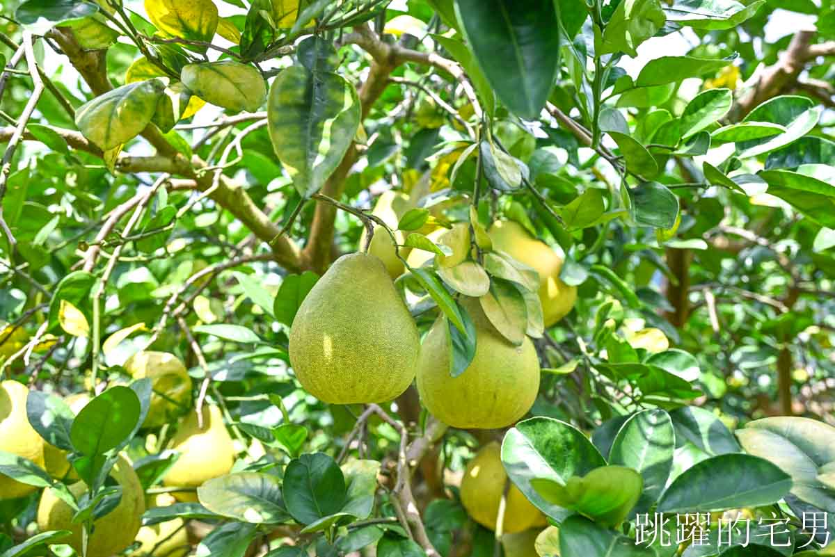 [花蓮咖啡廳]邊境法式點心坊-夏日追浪、秋季柚香旅人，季節限定花蓮甜點，每一口都是與自己的浪漫私奔