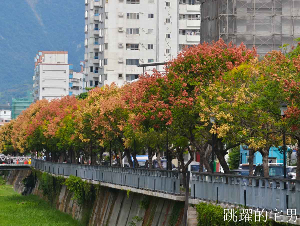 [吉安景點]七腳川-花蓮日常的幸福美景，延綿數百公尺的台灣櫟樹花海，每年9-10月花蓮秋季美景，花蓮花季，花蓮景點