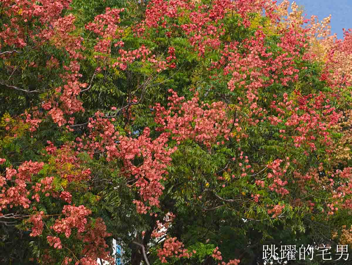 [吉安景點]七腳川-花蓮日常的幸福美景，延綿數百公尺的台灣櫟樹花海，每年9-10月花蓮秋季美景，花蓮花季，花蓮景點
