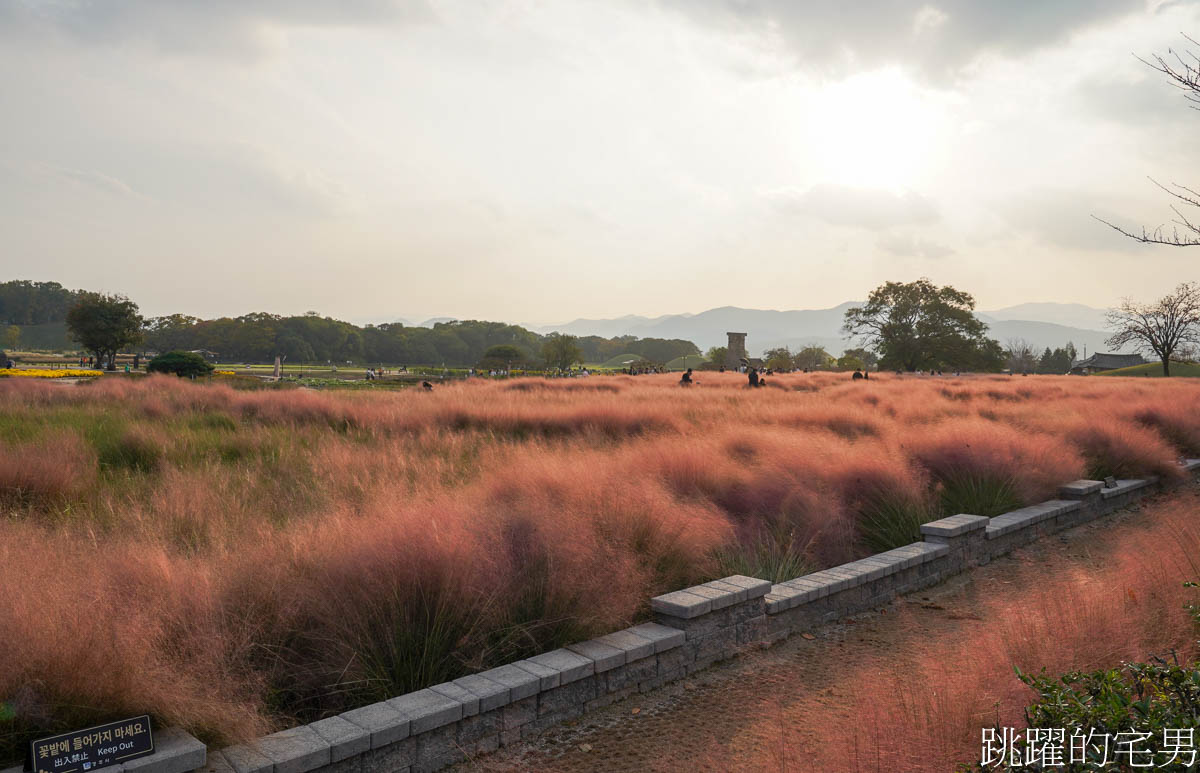 [韓國旅遊]慶州瞻星臺첨성대-韓國秋天不只有楓葉，絕美粉黛亂子草粉紅風暴，住宿慶州韓屋皇南館，月晴橋美食素食推薦校村家三百家