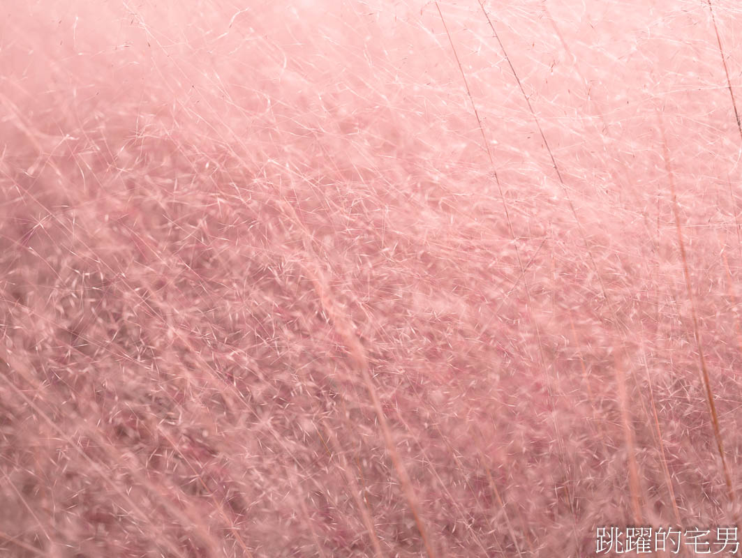 [韓國旅遊]慶州瞻星臺첨성대-韓國秋天不只有楓葉，絕美粉黛亂子草粉紅風暴，住宿慶州韓屋皇南館，月晴橋美食素食推薦校村家三百家