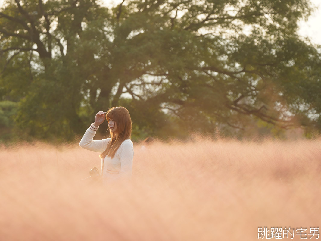 [韓國旅遊]慶州瞻星臺첨성대-韓國秋天不只有楓葉，絕美粉黛亂子草粉紅風暴，住宿慶州韓屋皇南館，月晴橋美食素食推薦校村家三百家