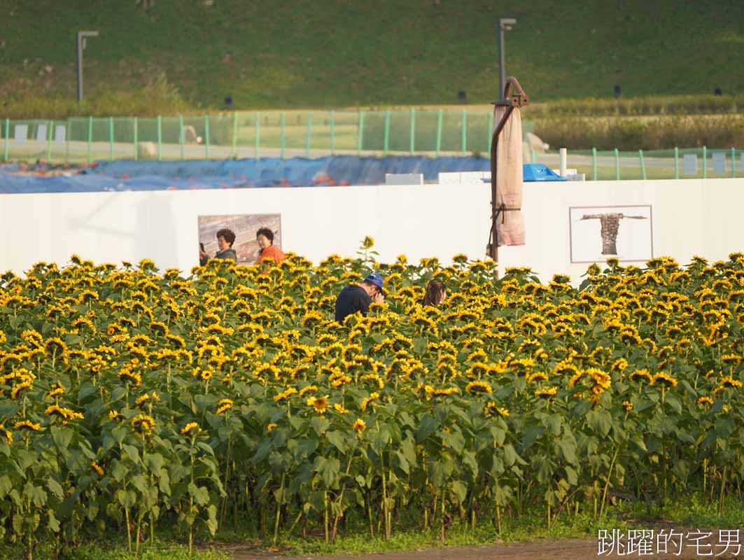 [韓國旅遊]慶州瞻星臺첨성대-韓國秋天不只有楓葉，絕美粉黛亂子草粉紅風暴，住宿慶州韓屋皇南館，月晴橋美食素食推薦校村家三百家