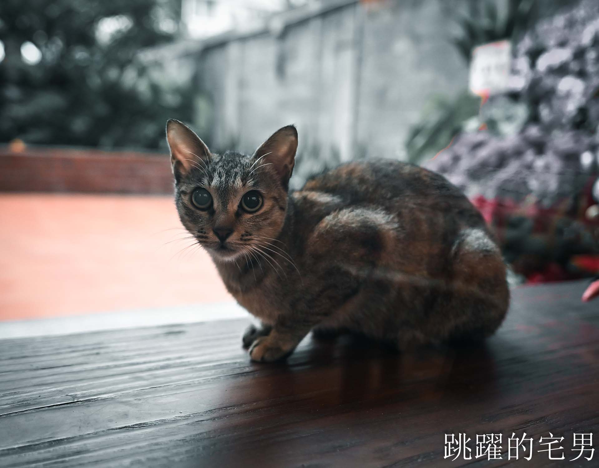 [花蓮酒吧推薦]島東譯電所2.0 : 必去的台灣古物咖啡廳，是用老靈魂在說故事，藏在古物堆裡的微醺時光，從早到晚都能入戲的花蓮老宅咖啡廳