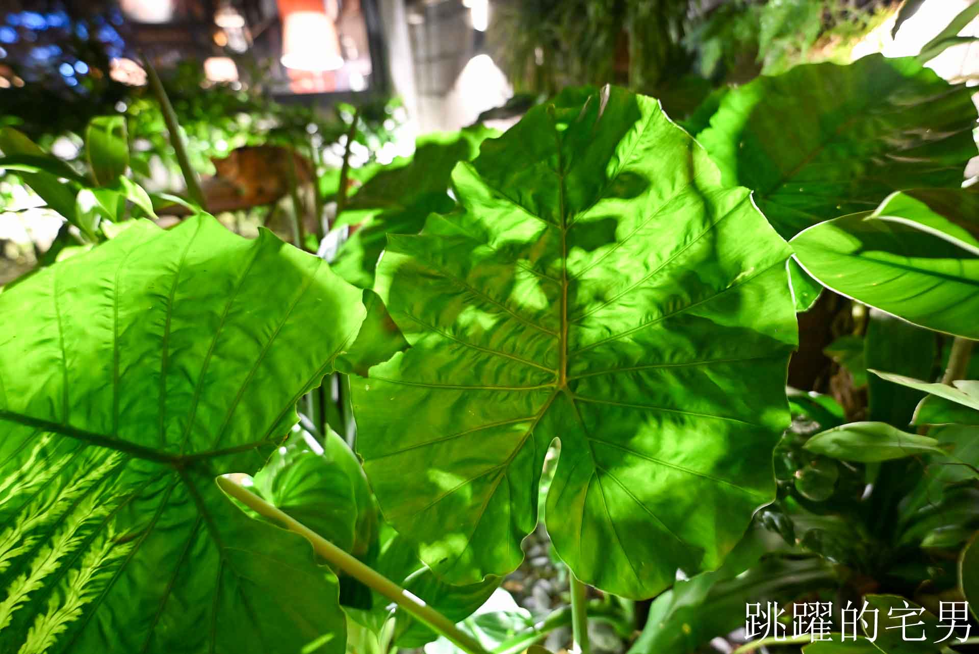 [花蓮酒吧推薦]島東譯電所2.0 : 必去的台灣古物咖啡廳，是用老靈魂在說故事，藏在古物堆裡的微醺時光，從早到晚都能入戲的花蓮老宅咖啡廳