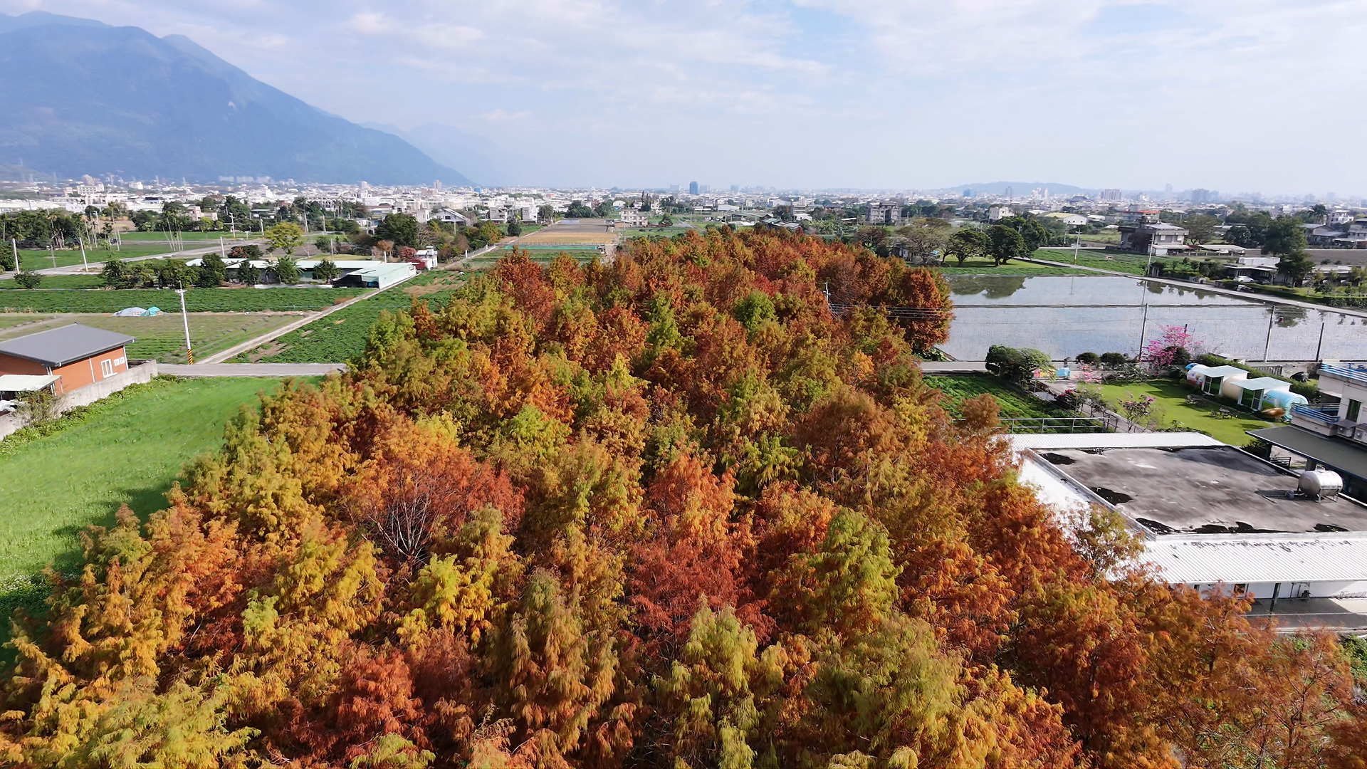 網站近期文章：花蓮落羽松，絕美花蓮風景太美了!