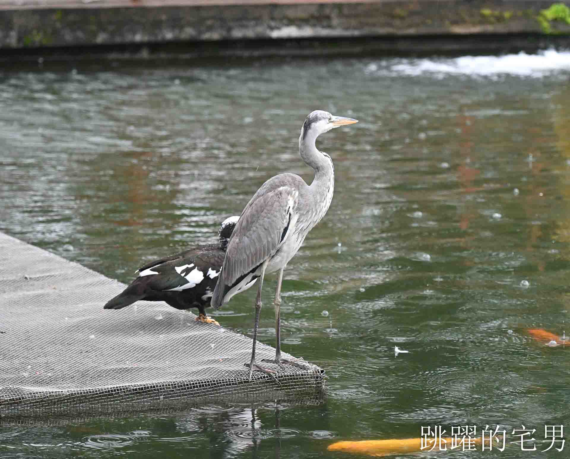 [光復美食]啄木鳥的家 WPCASA: 隱身日式老宅的義式創意料理，搭配在地食材很有記憶點