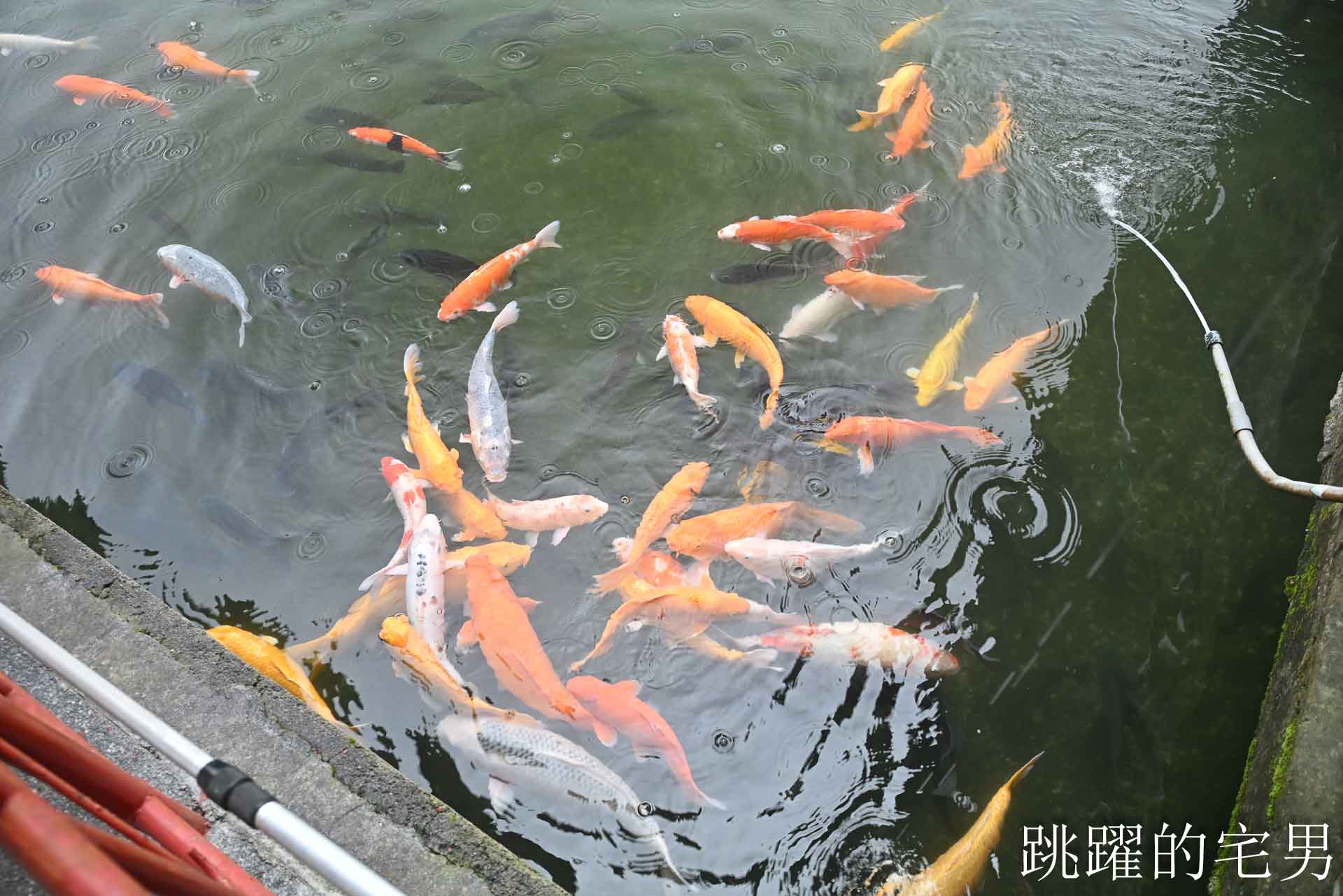 [光復美食]啄木鳥的家 WPCASA: 隱身日式老宅的義式創意料理，搭配在地食材很有記憶點