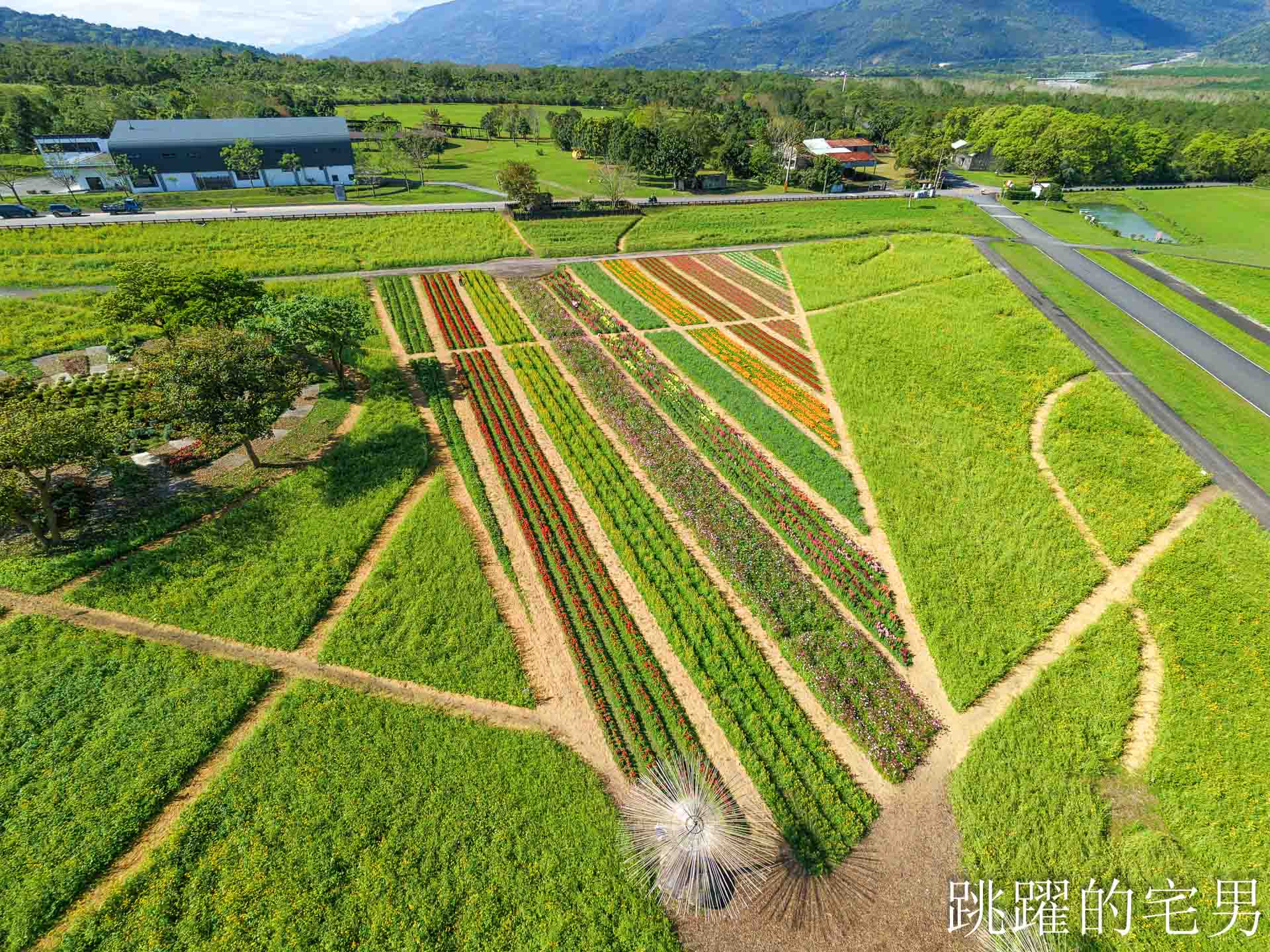 [花蓮光復景點]2026大農大富平地森林園區-光復平地森林遇見大農大富油菜花海盛開，眼前最純粹的天空藍與金色大地，花蓮春節景點，花蓮親子景點