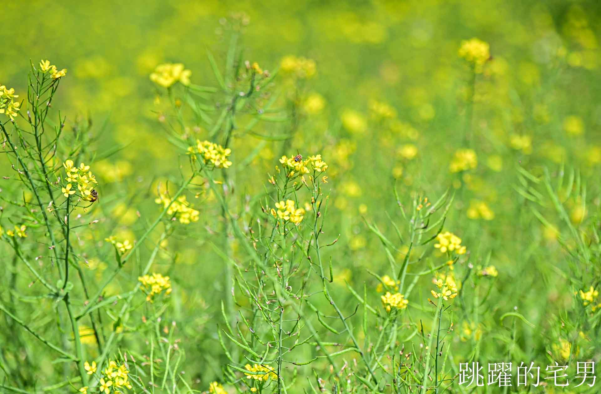 [花蓮光復景點]2026大農大富平地森林園區-光復平地森林遇見大農大富油菜花海盛開，眼前最純粹的天空藍與金色大地，花蓮春節景點，花蓮親子景點