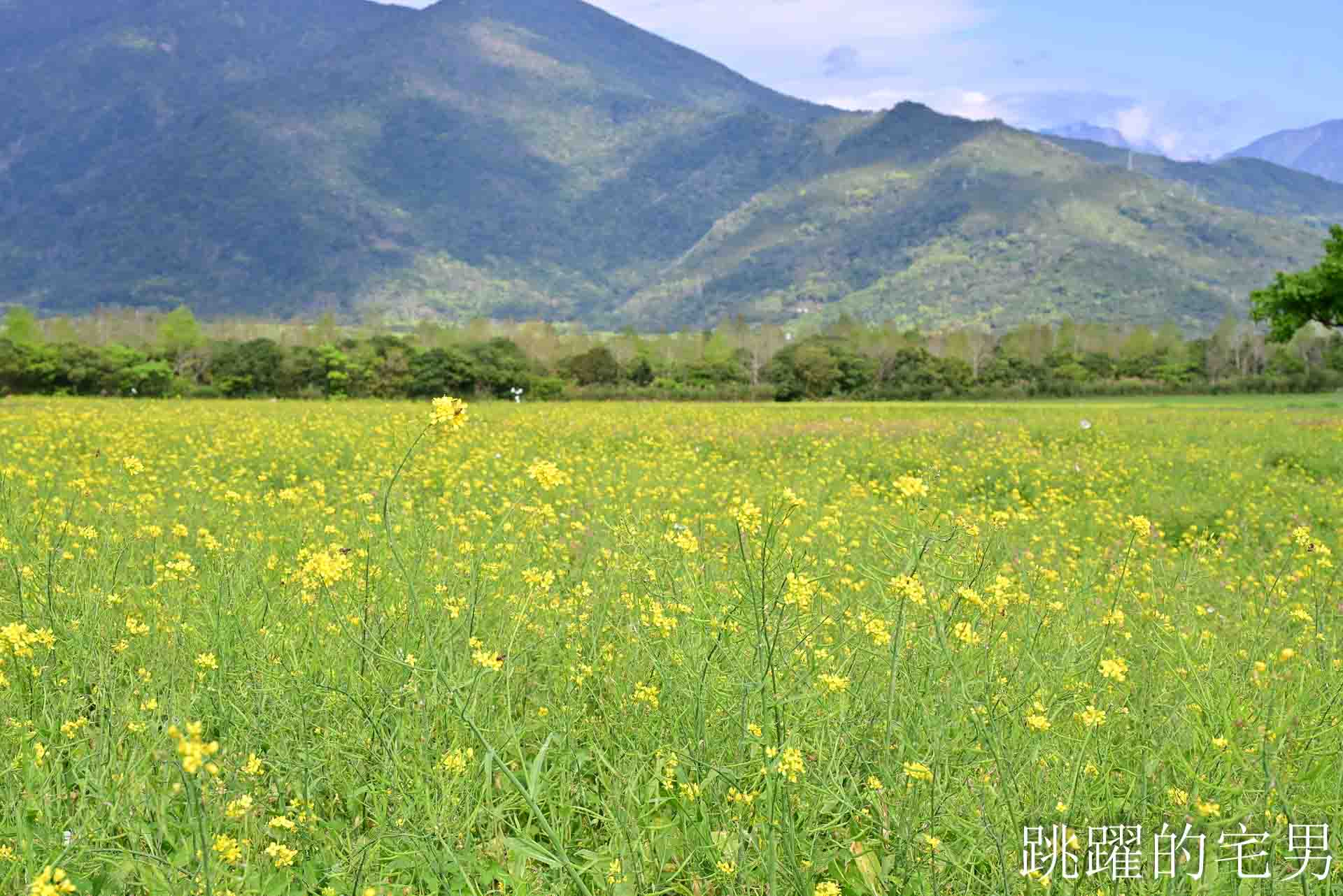 [花蓮光復景點]2026大農大富平地森林園區-光復平地森林遇見大農大富油菜花海盛開，眼前最純粹的天空藍與金色大地，花蓮春節景點，花蓮親子景點