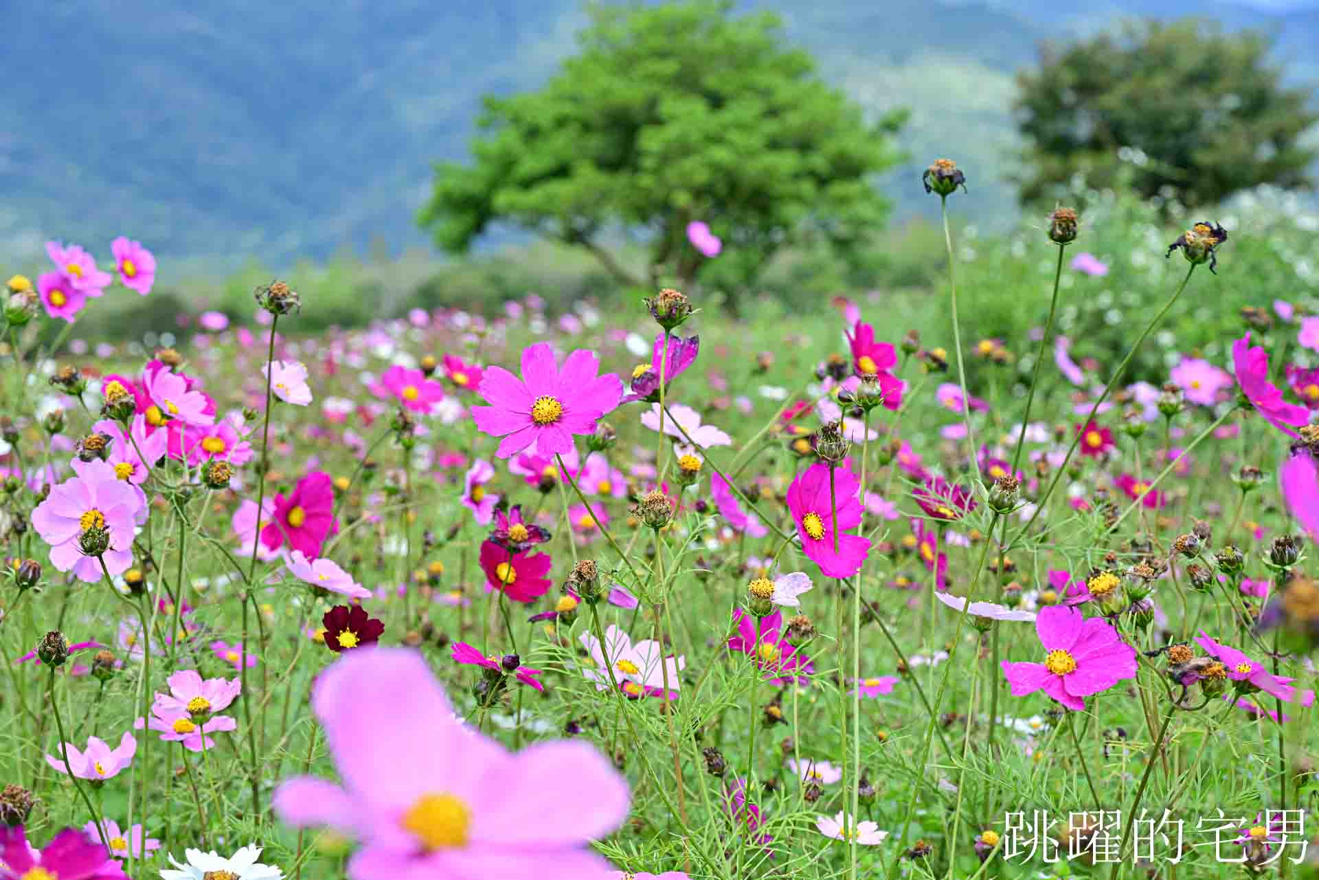 [花蓮光復景點]2026大農大富平地森林園區-光復平地森林遇見大農大富油菜花海盛開，眼前最純粹的天空藍與金色大地，花蓮春節景點，花蓮親子景點