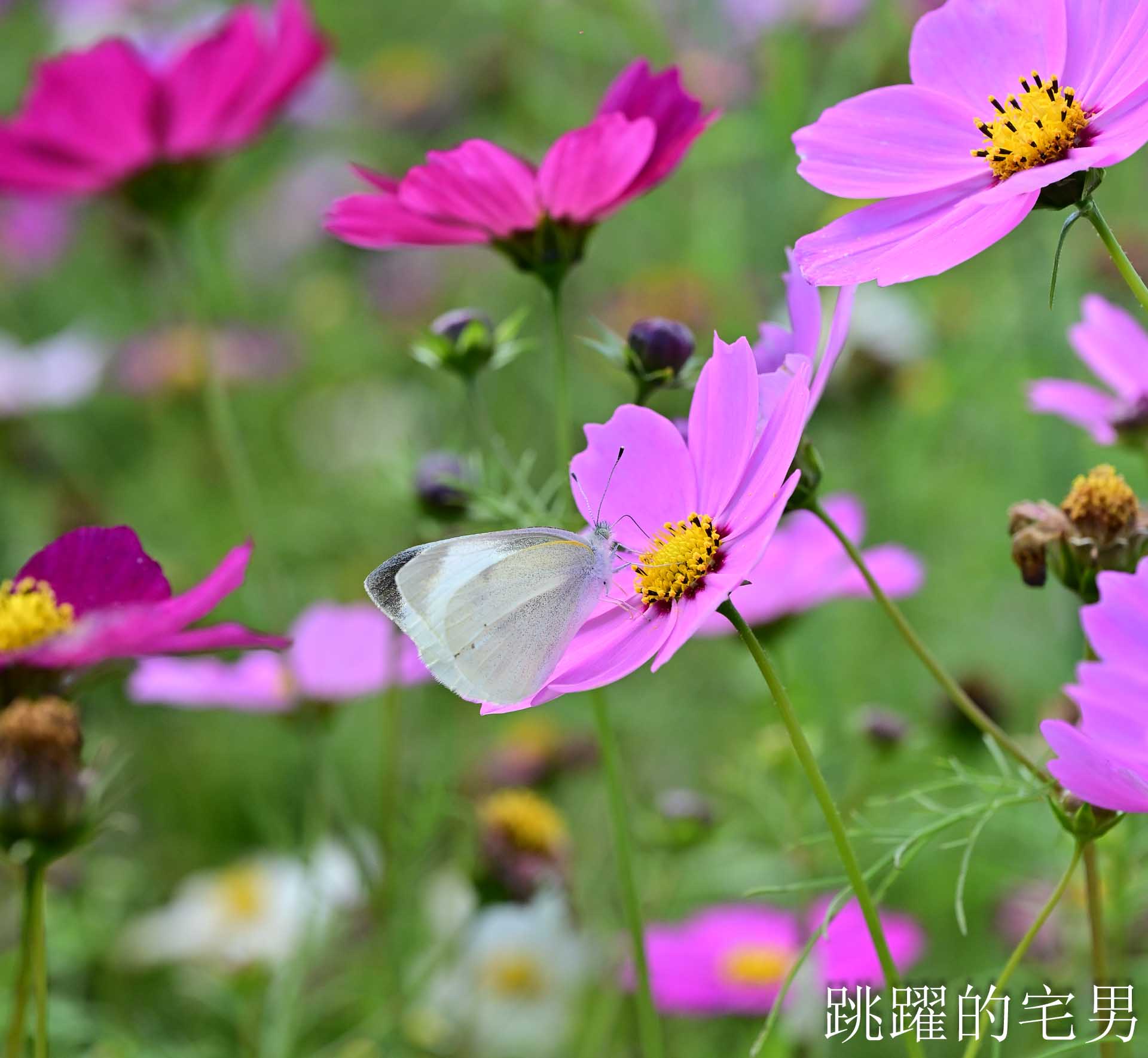 [花蓮光復景點]2026大農大富平地森林園區-光復平地森林遇見大農大富油菜花海盛開，眼前最純粹的天空藍與金色大地，花蓮春節景點，花蓮親子景點