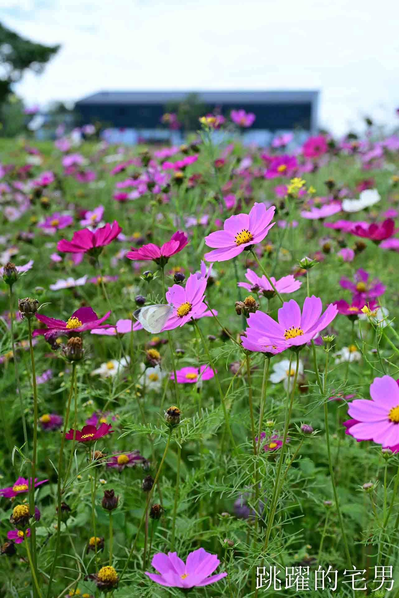 [花蓮光復景點]2026大農大富平地森林園區-光復平地森林遇見大農大富油菜花海盛開，眼前最純粹的天空藍與金色大地，花蓮春節景點，花蓮親子景點