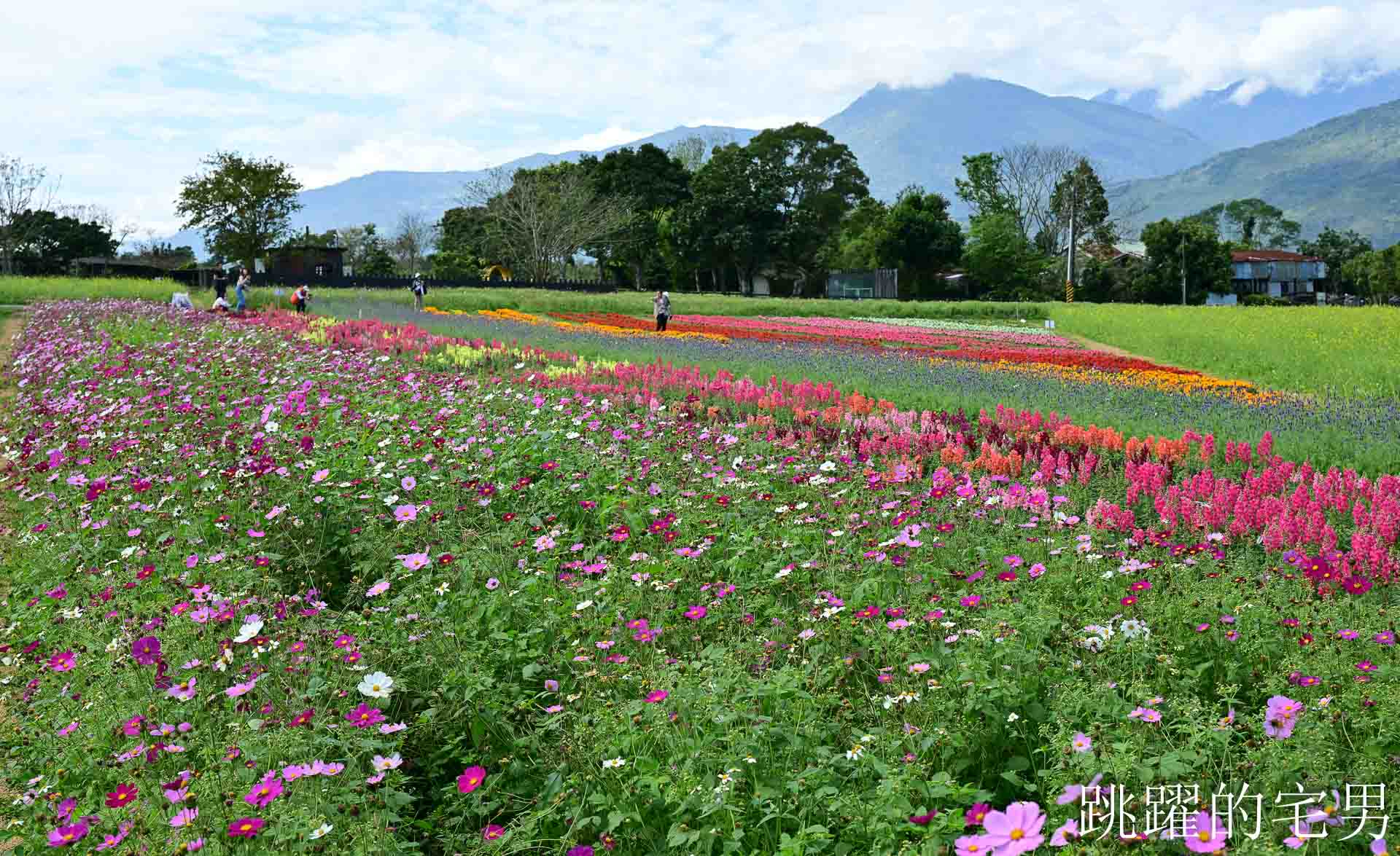 [花蓮光復景點]2026大農大富平地森林園區-光復平地森林遇見大農大富油菜花海盛開，眼前最純粹的天空藍與金色大地，花蓮春節景點，花蓮親子景點