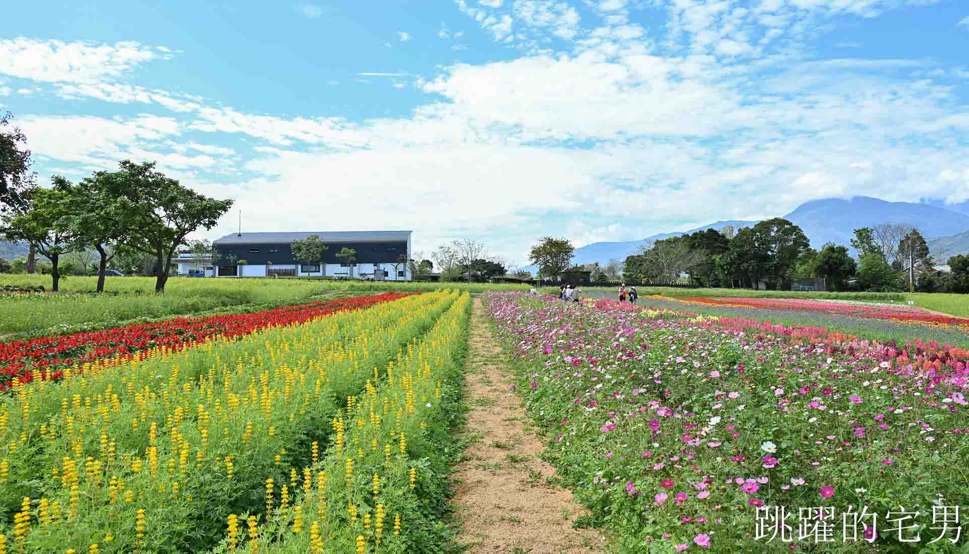 [花蓮光復景點]2026大農大富平地森林園區-光復平地森林遇見大農大富油菜花海盛開，眼前最純粹的天空藍與金色大地，花蓮春節景點，花蓮親子景點