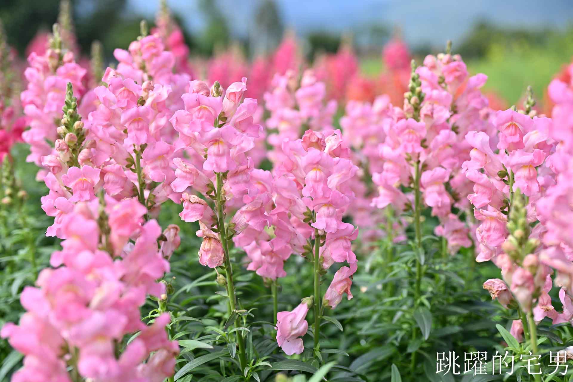 [花蓮光復景點]2026大農大富平地森林園區-光復平地森林遇見大農大富油菜花海盛開，眼前最純粹的天空藍與金色大地，花蓮春節景點，花蓮親子景點