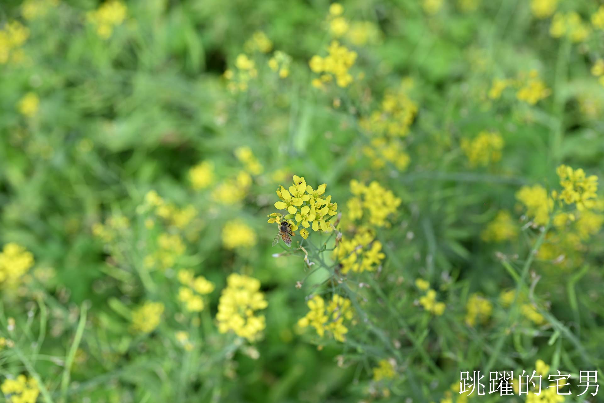 [花蓮光復景點]2026大農大富平地森林園區-光復平地森林遇見大農大富油菜花海盛開，眼前最純粹的天空藍與金色大地，花蓮春節景點，花蓮親子景點