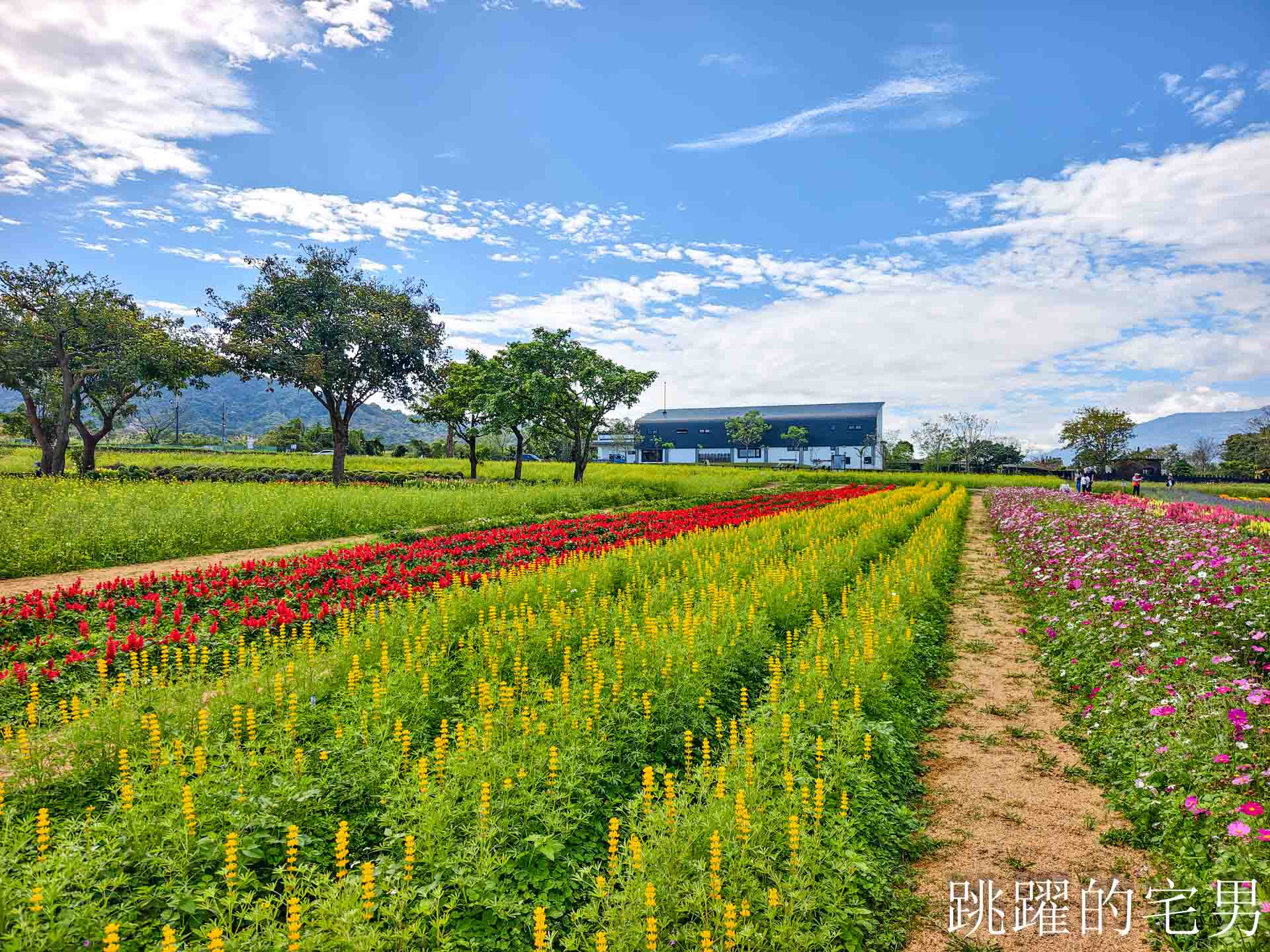 [花蓮光復景點]2026大農大富平地森林園區-光復平地森林遇見大農大富油菜花海盛開，眼前最純粹的天空藍與金色大地，花蓮春節景點，花蓮親子景點