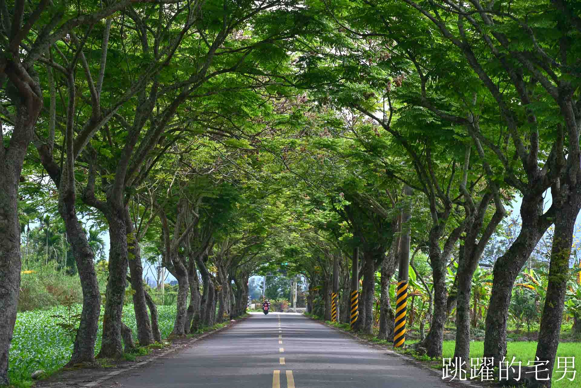 網站近期文章：[花蓮鳳林景點] 鳳林鄉間小路開車穿梭綠色隧道，直達半山腰的花蓮景觀餐廳「月廬」