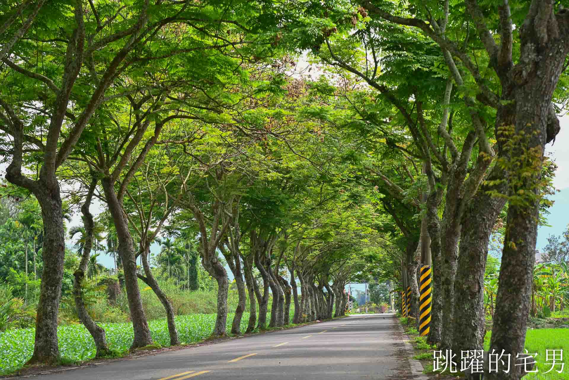 [花蓮鳳林景點] 鳳林鄉間小路開車穿梭綠色隧道，直達半山腰的花蓮景觀餐廳「月廬」
