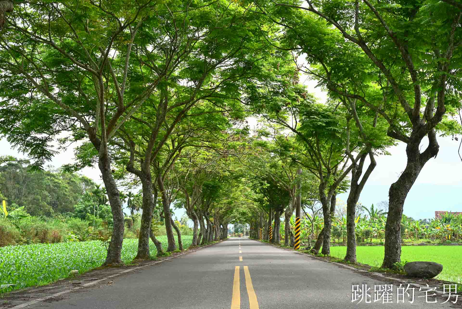 [花蓮鳳林景點] 鳳林鄉間小路開車穿梭綠色隧道，直達半山腰的花蓮景觀餐廳「月廬」