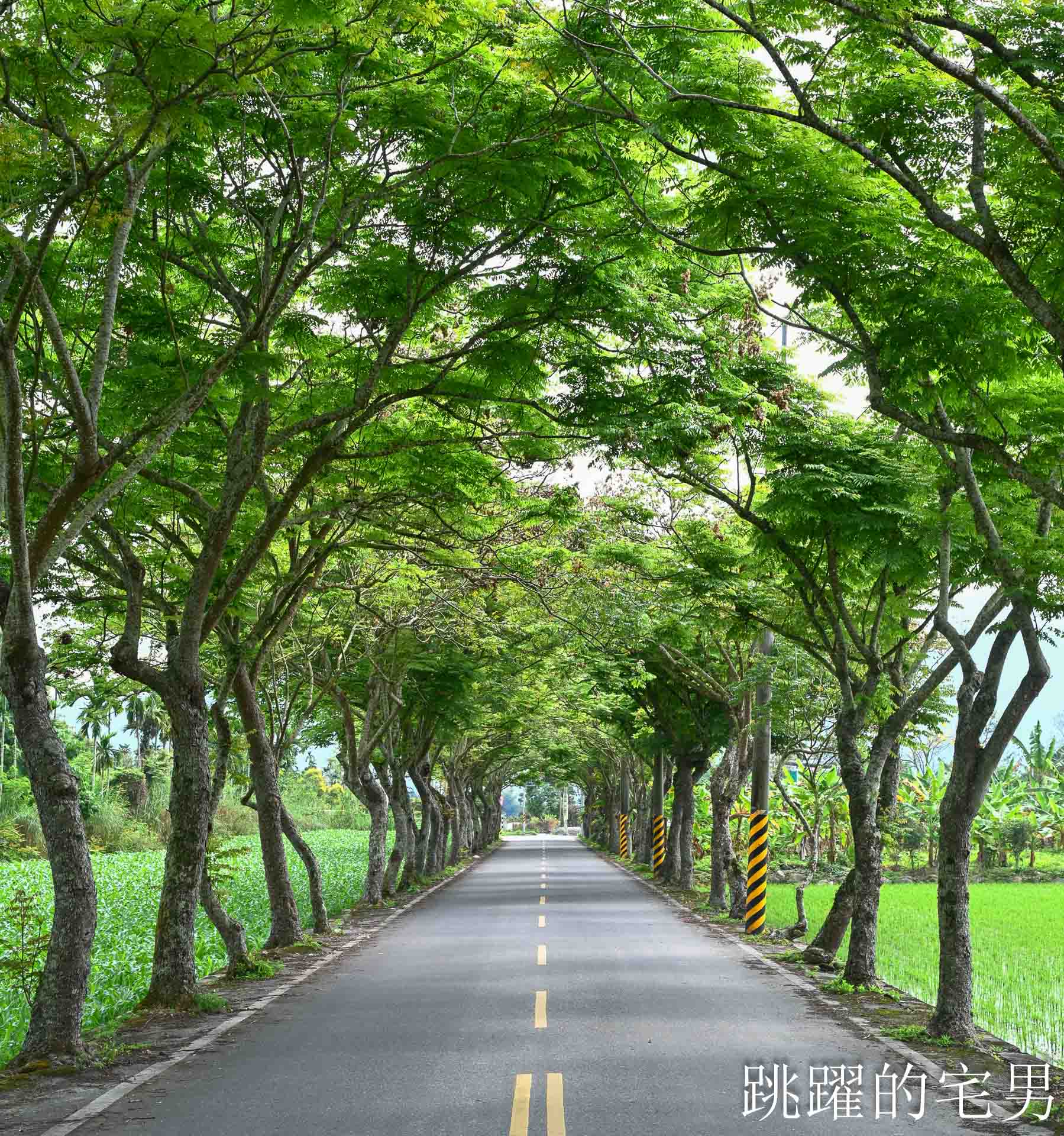 [花蓮鳳林景點] 鳳林鄉間小路開車穿梭綠色隧道，直達半山腰的花蓮景觀餐廳「月廬」