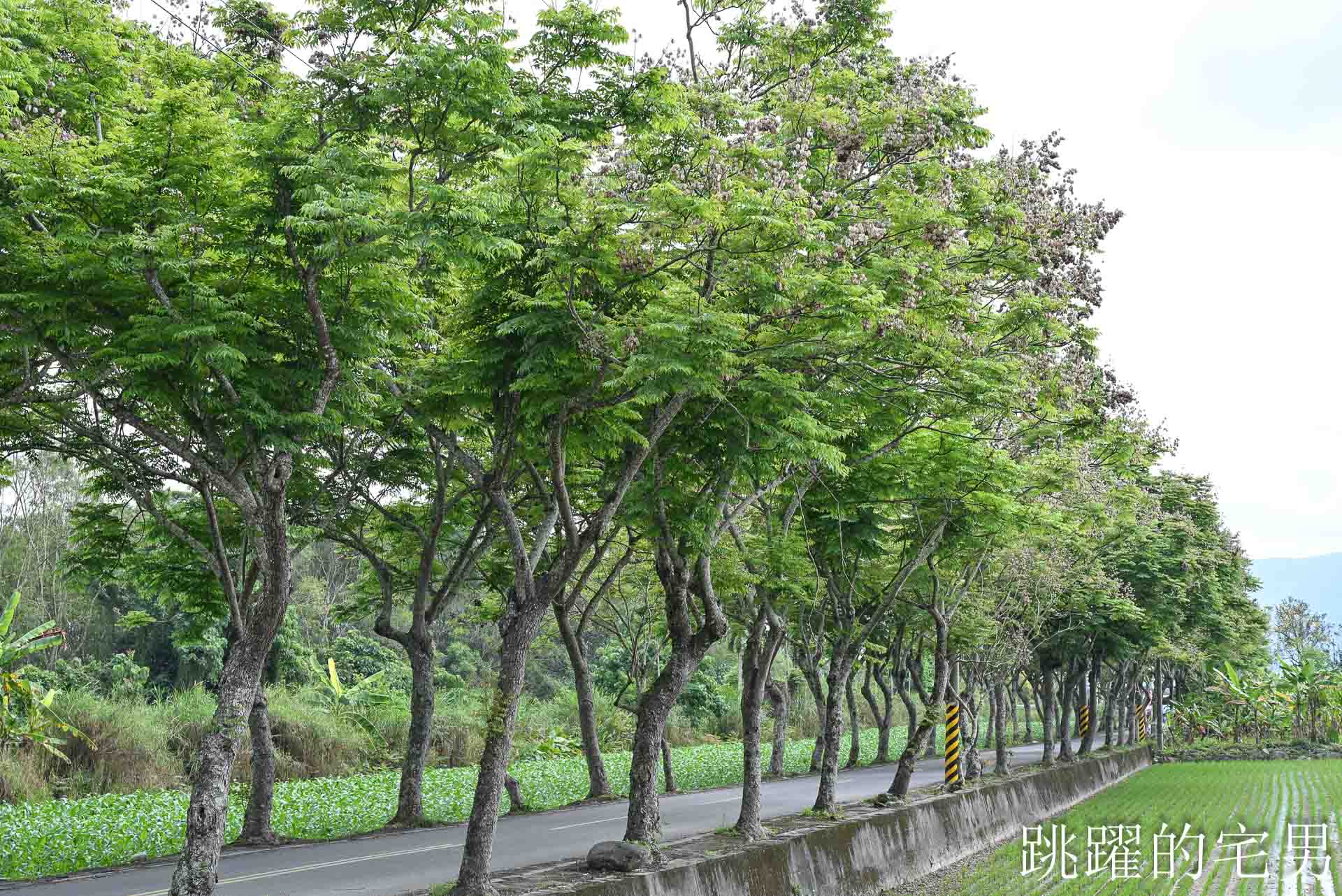 [花蓮鳳林景點] 鳳林鄉間小路開車穿梭綠色隧道，直達半山腰的花蓮景觀餐廳「月廬」