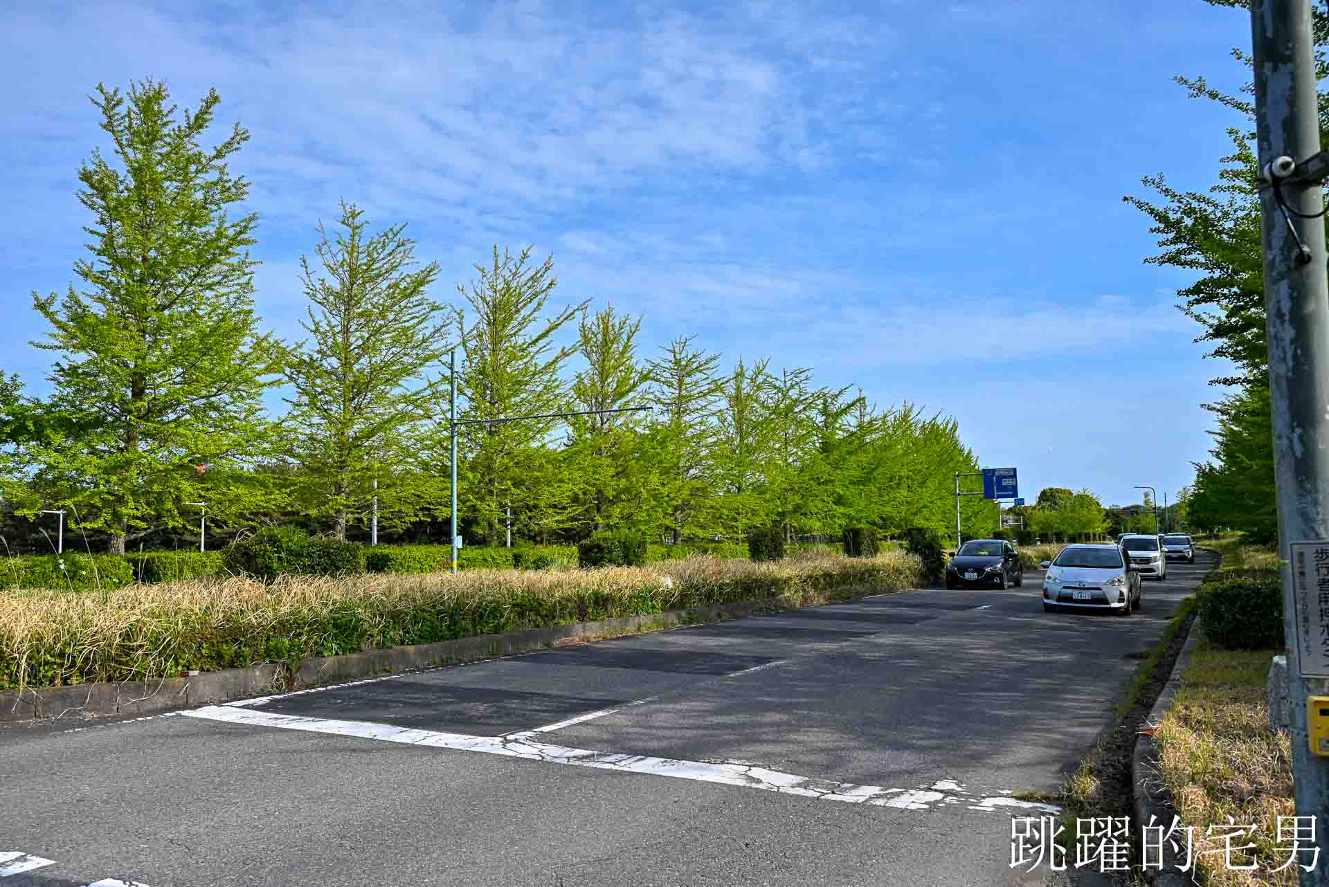 [茨城景點]國營常陸海濱公園-整片藍色花海就在日本見晴之丘粉蝶花，絕美景色超不真實，国営ひたち海浜公園-2026みはらしの丘