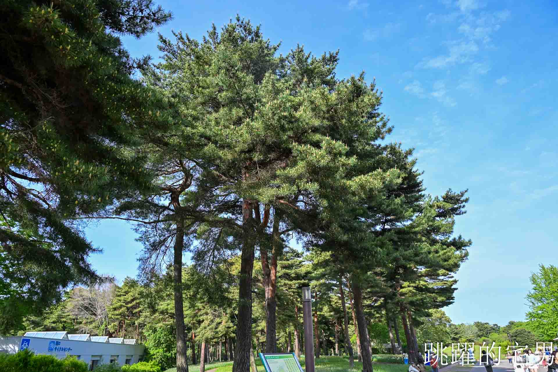 [茨城景點]國營常陸海濱公園-整片藍色花海就在日本見晴之丘粉蝶花，絕美景色超不真實，国営ひたち海浜公園-2026みはらしの丘