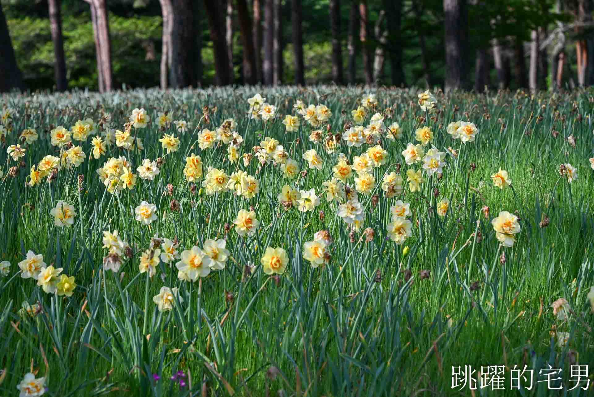 [茨城景點]國營常陸海濱公園-整片藍色花海就在日本見晴之丘粉蝶花，絕美景色超不真實，国営ひたち海浜公園-2026みはらしの丘