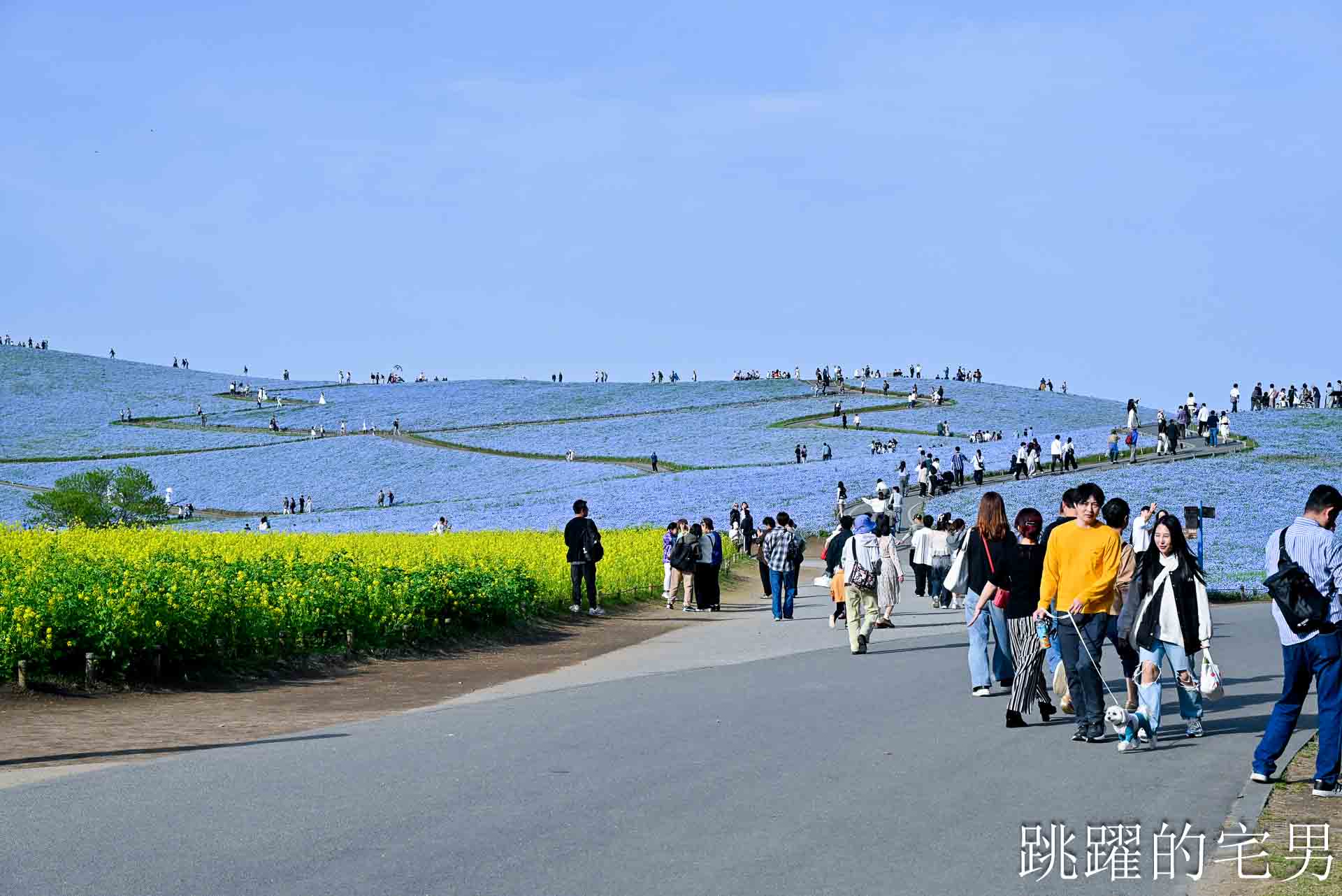 [茨城景點]國營常陸海濱公園-整片藍色花海就在日本見晴之丘粉蝶花，絕美景色超不真實，国営ひたち海浜公園-2026みはらしの丘