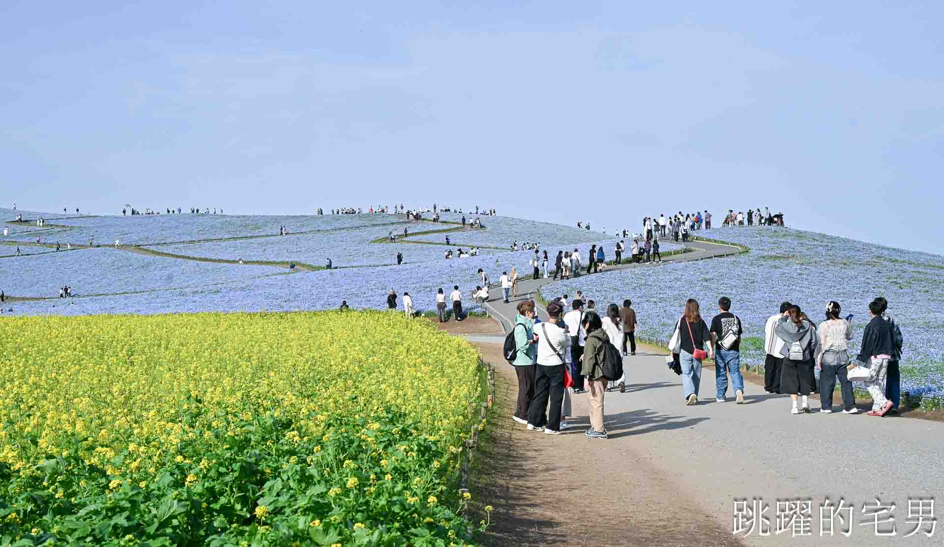 [茨城景點]國營常陸海濱公園-整片藍色花海就在日本見晴之丘粉蝶花，絕美景色超不真實，国営ひたち海浜公園-2026みはらしの丘