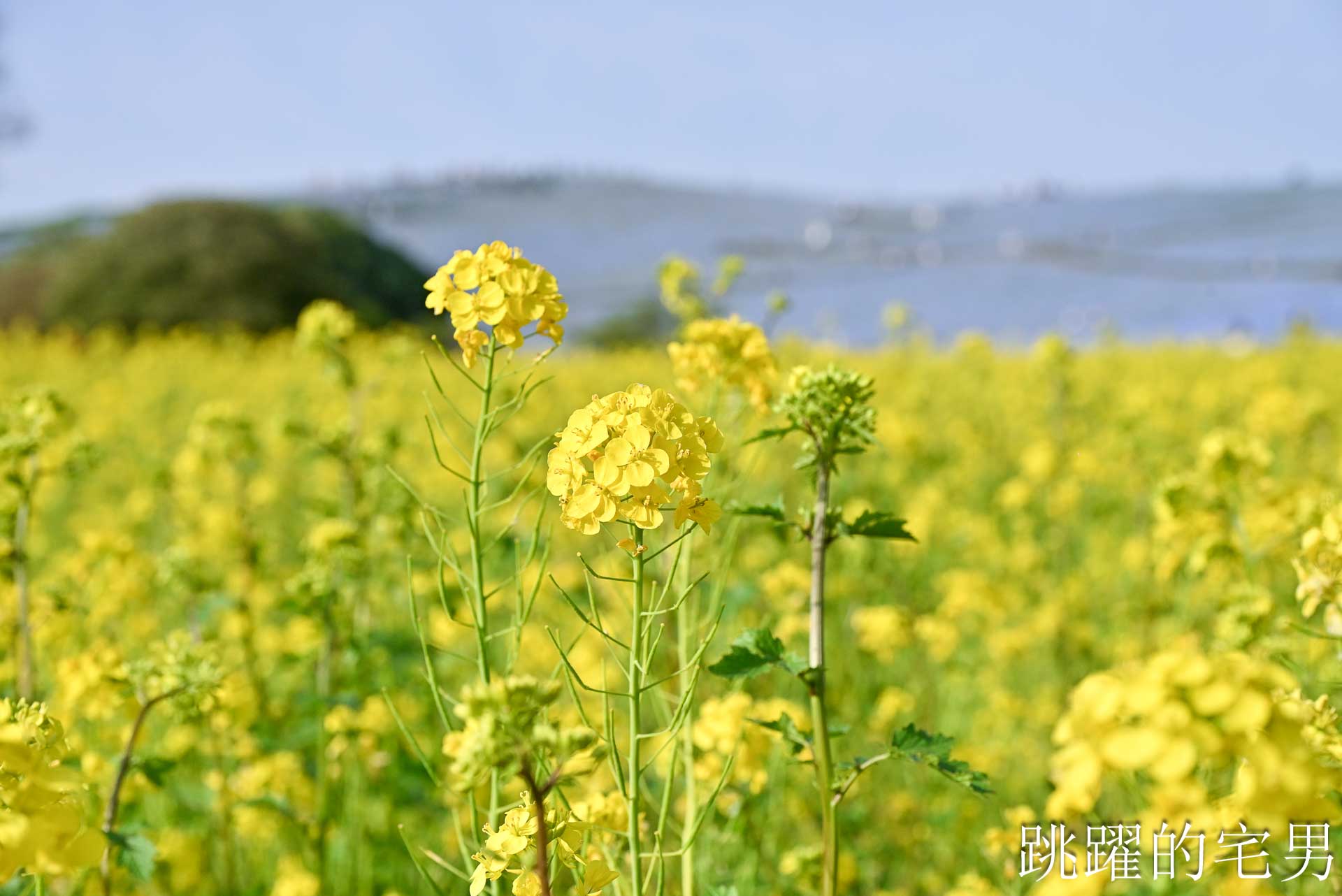 [茨城景點]國營常陸海濱公園-整片藍色花海就在日本見晴之丘粉蝶花，絕美景色超不真實，国営ひたち海浜公園-2026みはらしの丘