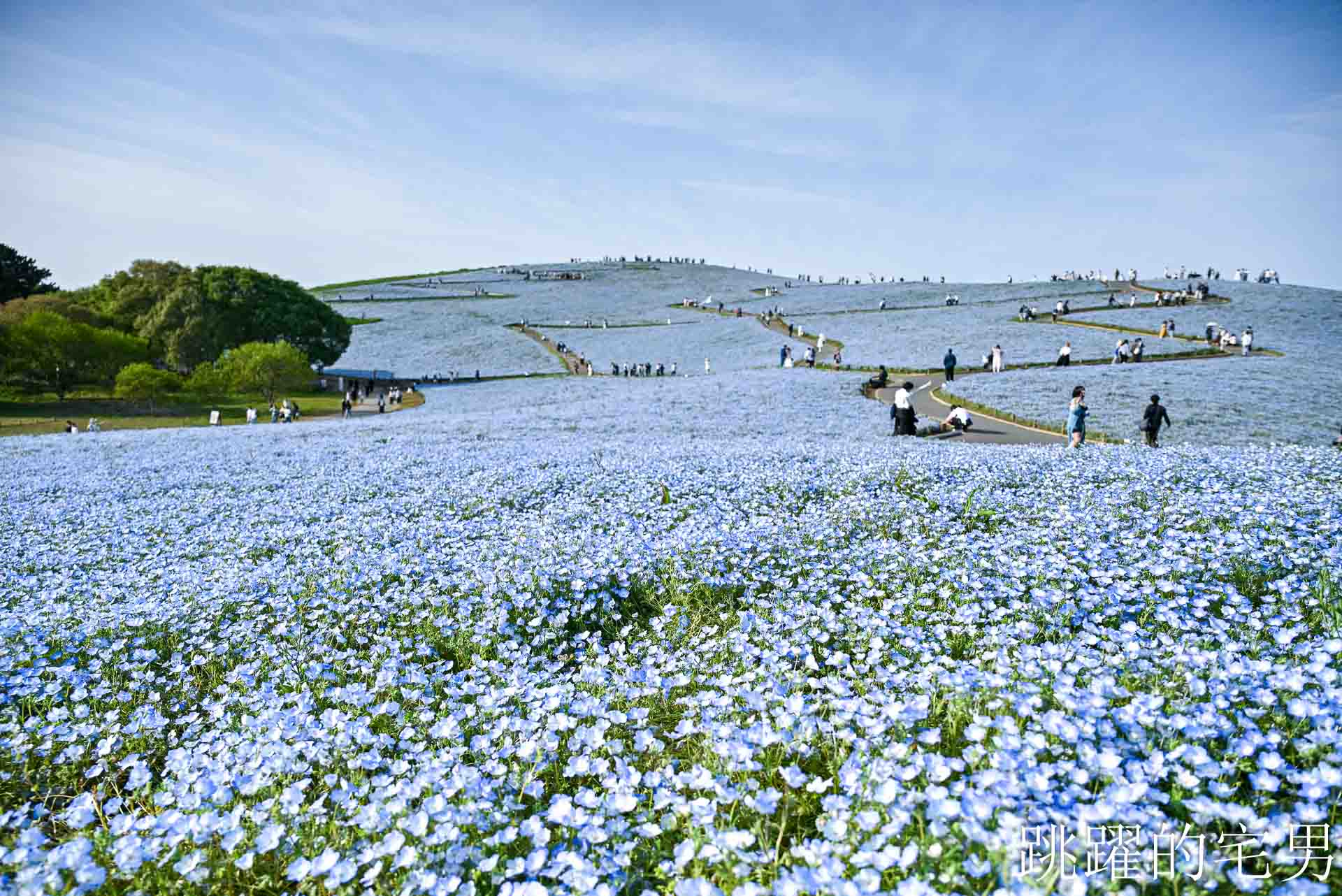 [茨城景點]國營常陸海濱公園-整片藍色花海就在日本見晴之丘粉蝶花，絕美景色超不真實，国営ひたち海浜公園-2026みはらしの丘 @跳躍的宅男