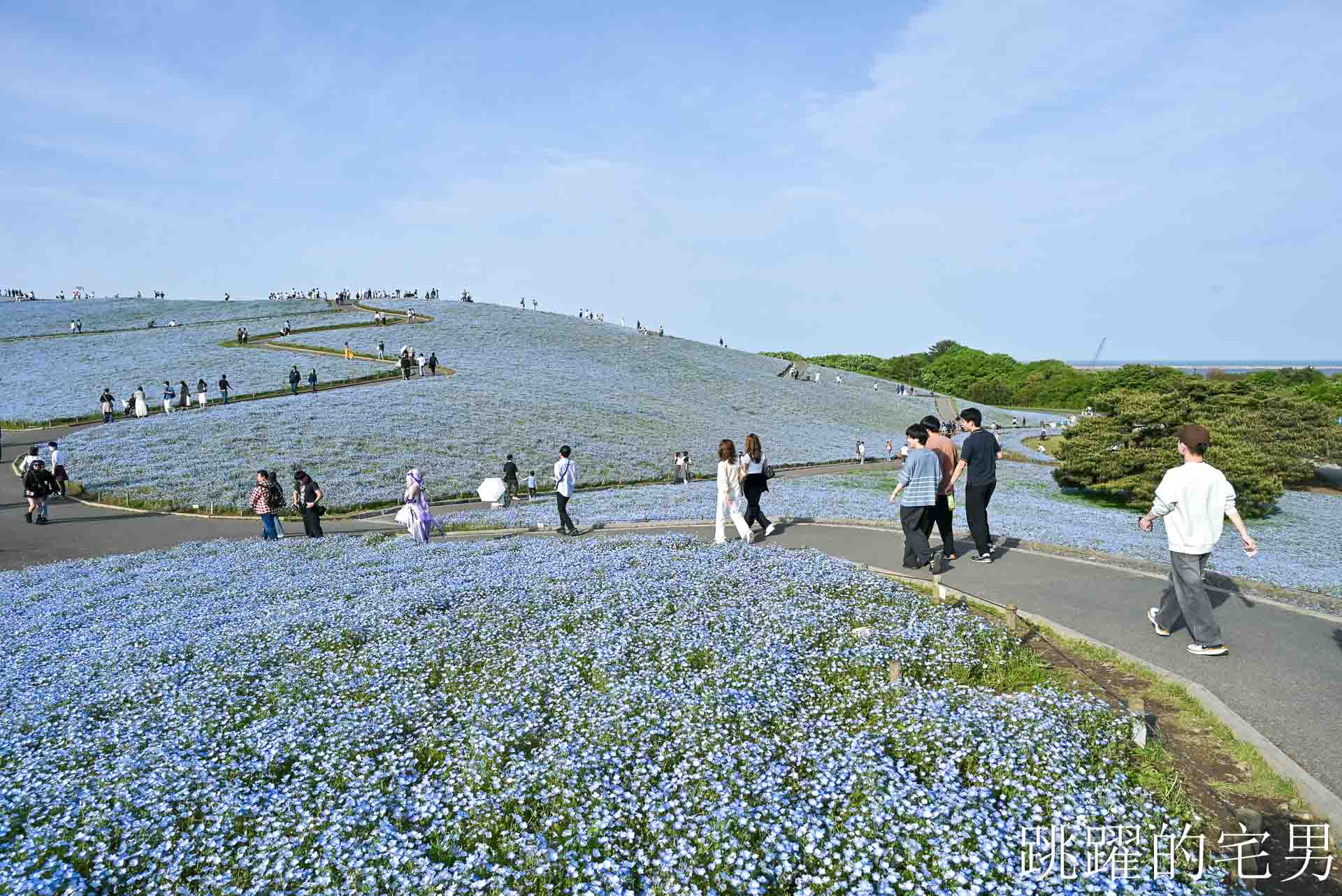 [茨城景點]國營常陸海濱公園-整片藍色花海就在日本見晴之丘粉蝶花，絕美景色超不真實，国営ひたち海浜公園-2026みはらしの丘