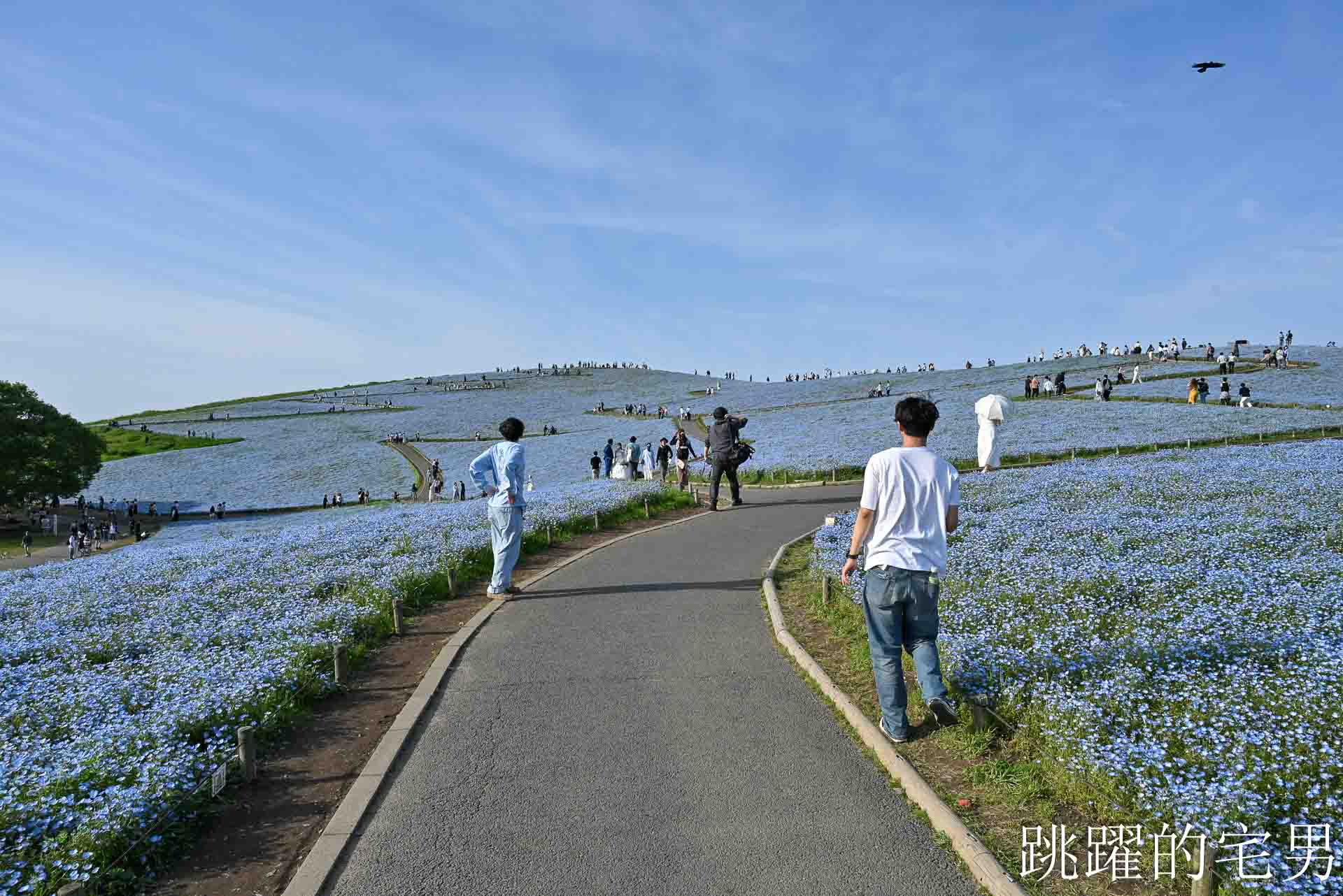 [茨城景點]國營常陸海濱公園-整片藍色花海就在日本見晴之丘粉蝶花，絕美景色超不真實，国営ひたち海浜公園-2026みはらしの丘