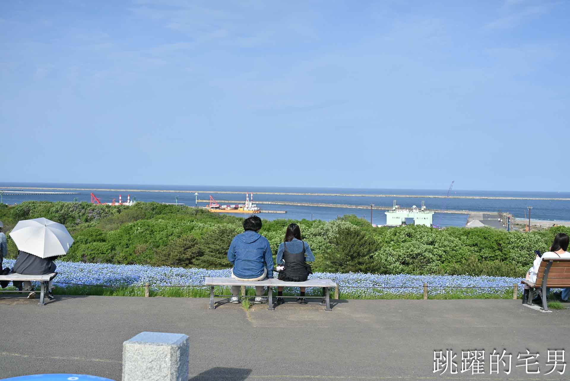 [茨城景點]國營常陸海濱公園-整片藍色花海就在日本見晴之丘粉蝶花，絕美景色超不真實，国営ひたち海浜公園-2026みはらしの丘
