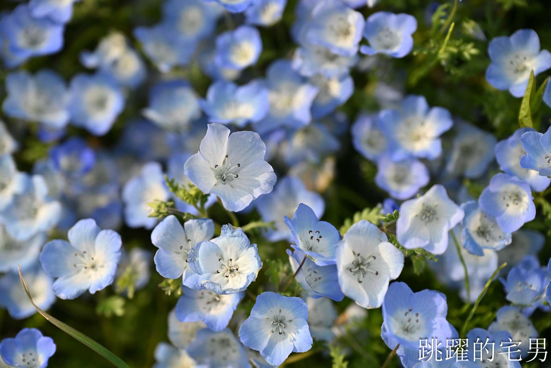 [茨城景點]國營常陸海濱公園-整片藍色花海就在日本見晴之丘粉蝶花，絕美景色超不真實，国営ひたち海浜公園-2026みはらしの丘