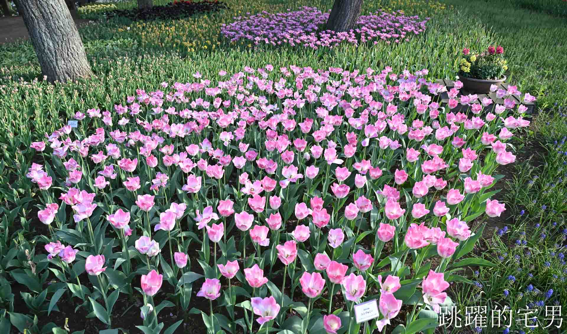 [茨城景點]國營常陸海濱公園-整片藍色花海就在日本見晴之丘粉蝶花，絕美景色超不真實，国営ひたち海浜公園-2026みはらしの丘