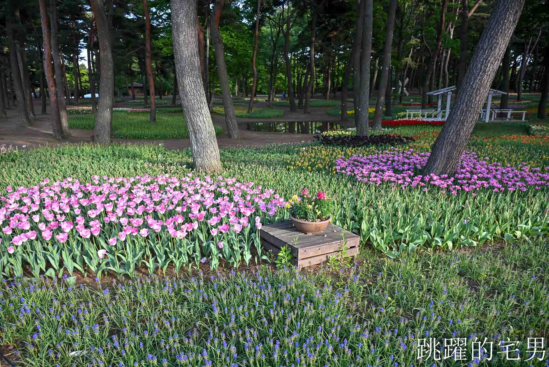 [茨城景點]國營常陸海濱公園-整片藍色花海就在日本見晴之丘粉蝶花，絕美景色超不真實，国営ひたち海浜公園-2026みはらしの丘