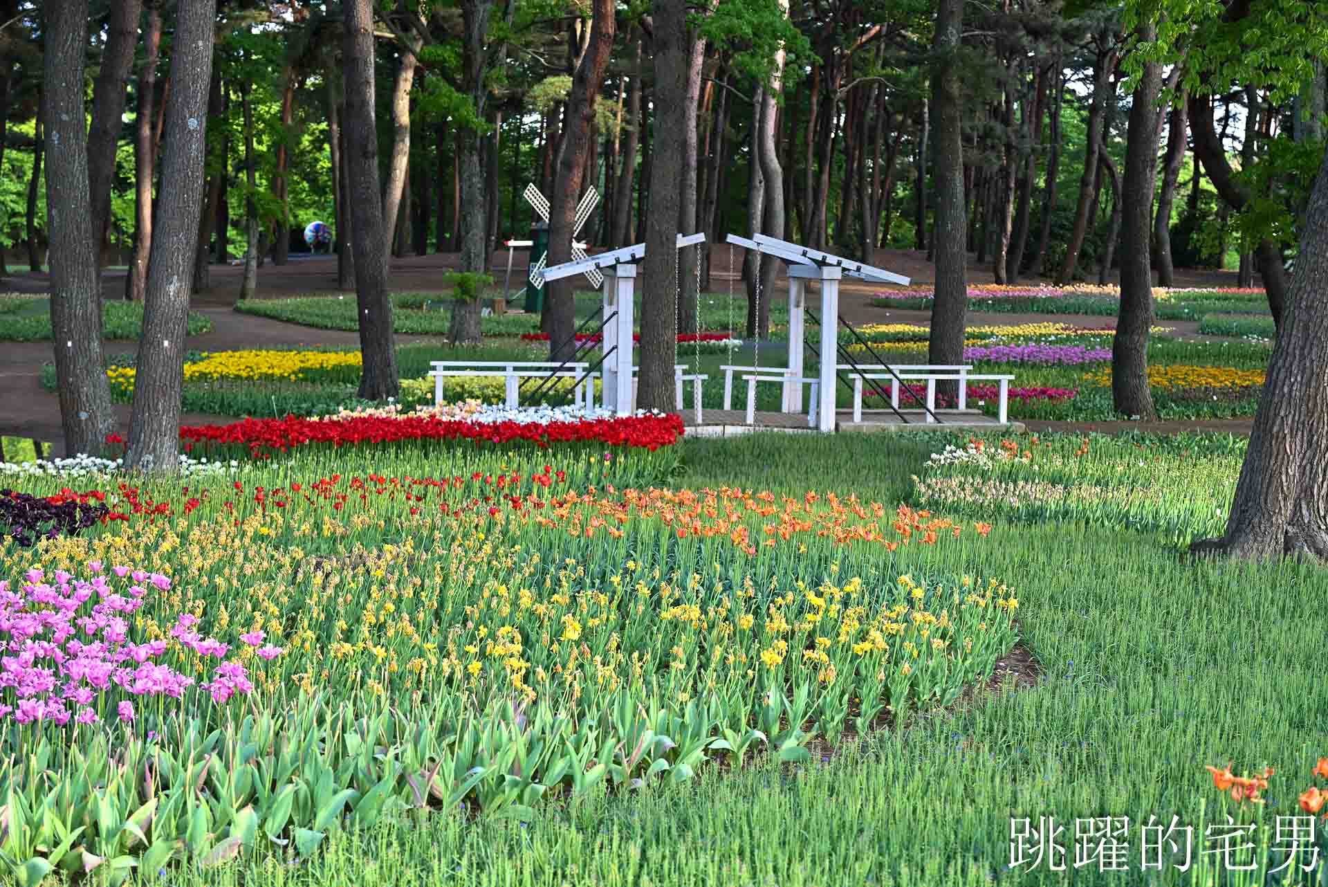 [茨城景點]國營常陸海濱公園-整片藍色花海就在日本見晴之丘粉蝶花，絕美景色超不真實，国営ひたち海浜公園-2026みはらしの丘