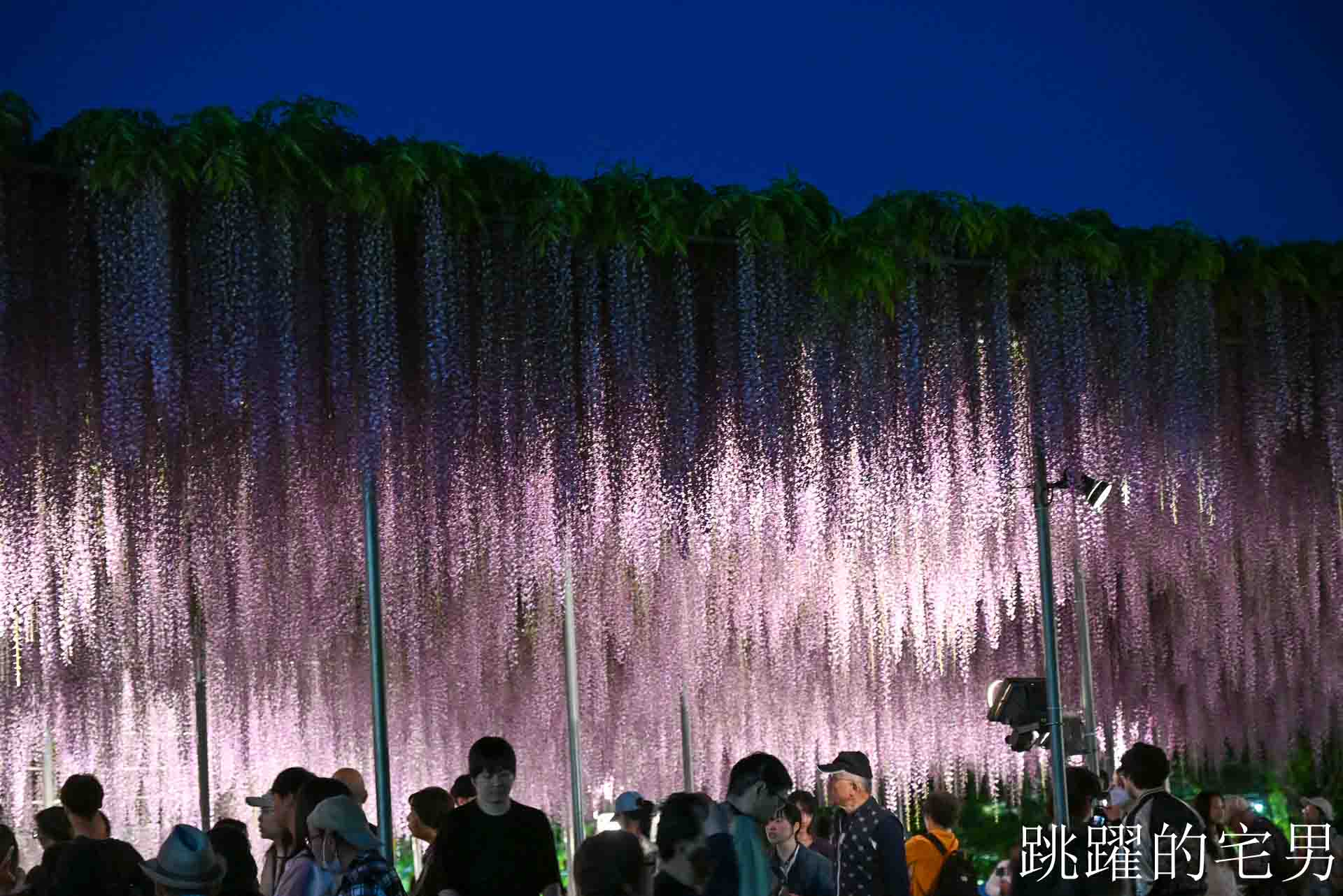 [櫪木景點] 足利花卉公園: CNN推薦夢幻景點，160年紫藤花瀑布超夢幻 !